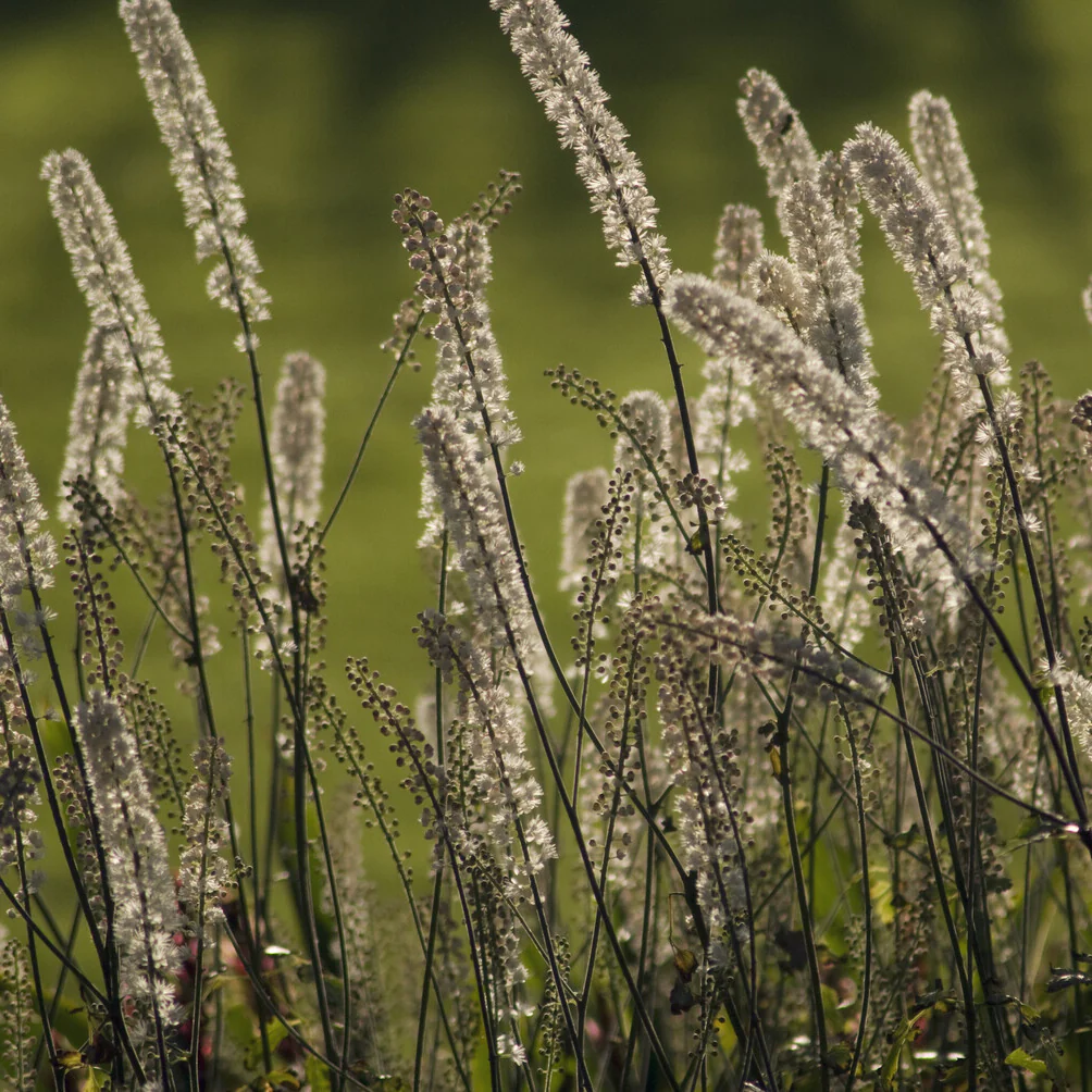 Cierge d'argent Bugbane - Image 4