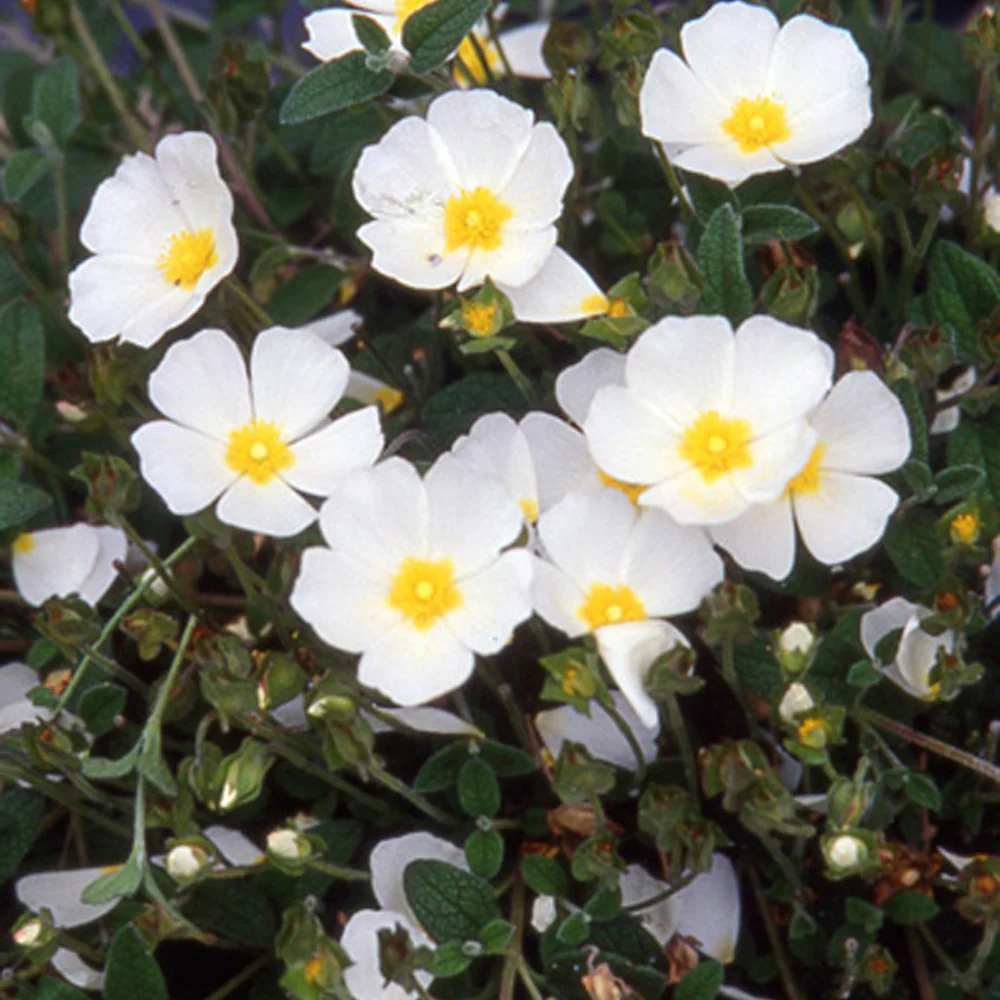 Ciste obtusifolius - Image 2