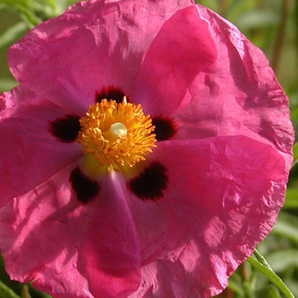 Ciste pourpre - Image 3