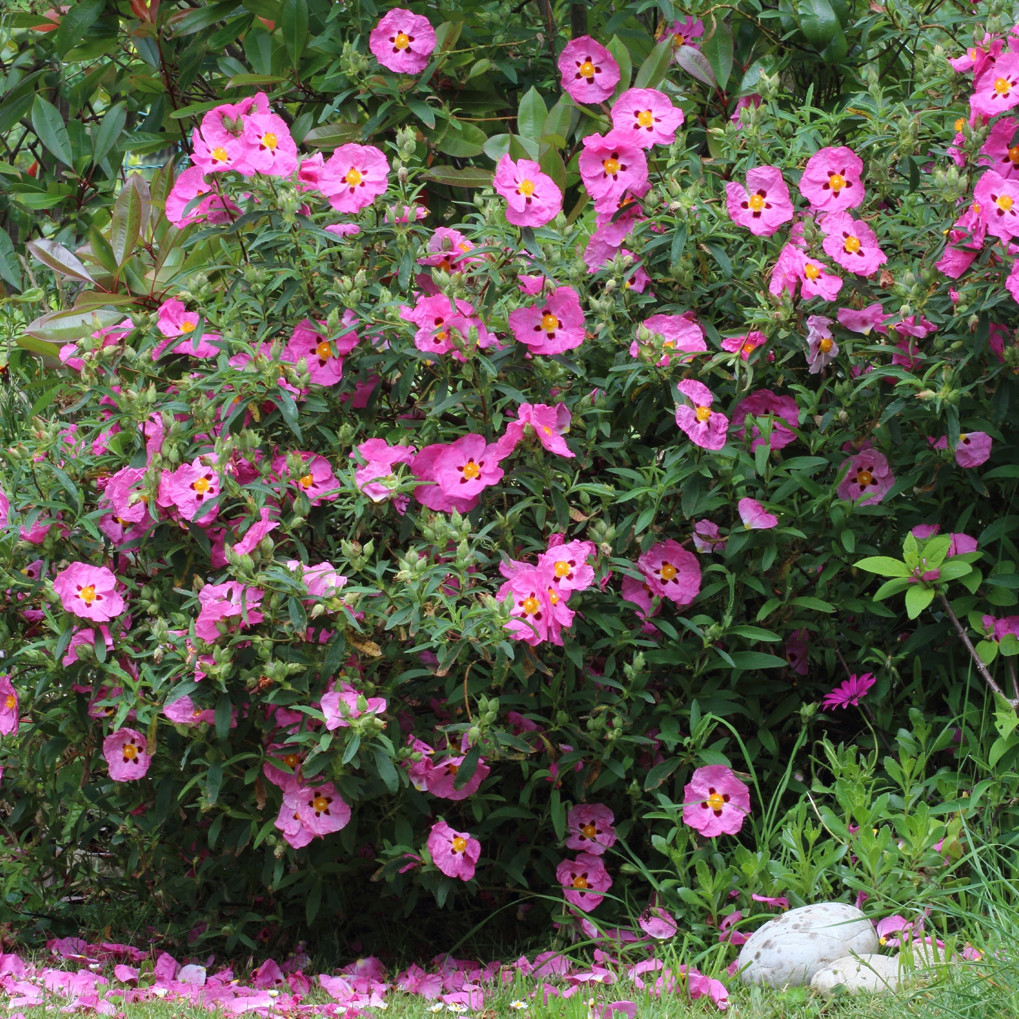 Ciste pourpre - Image 5