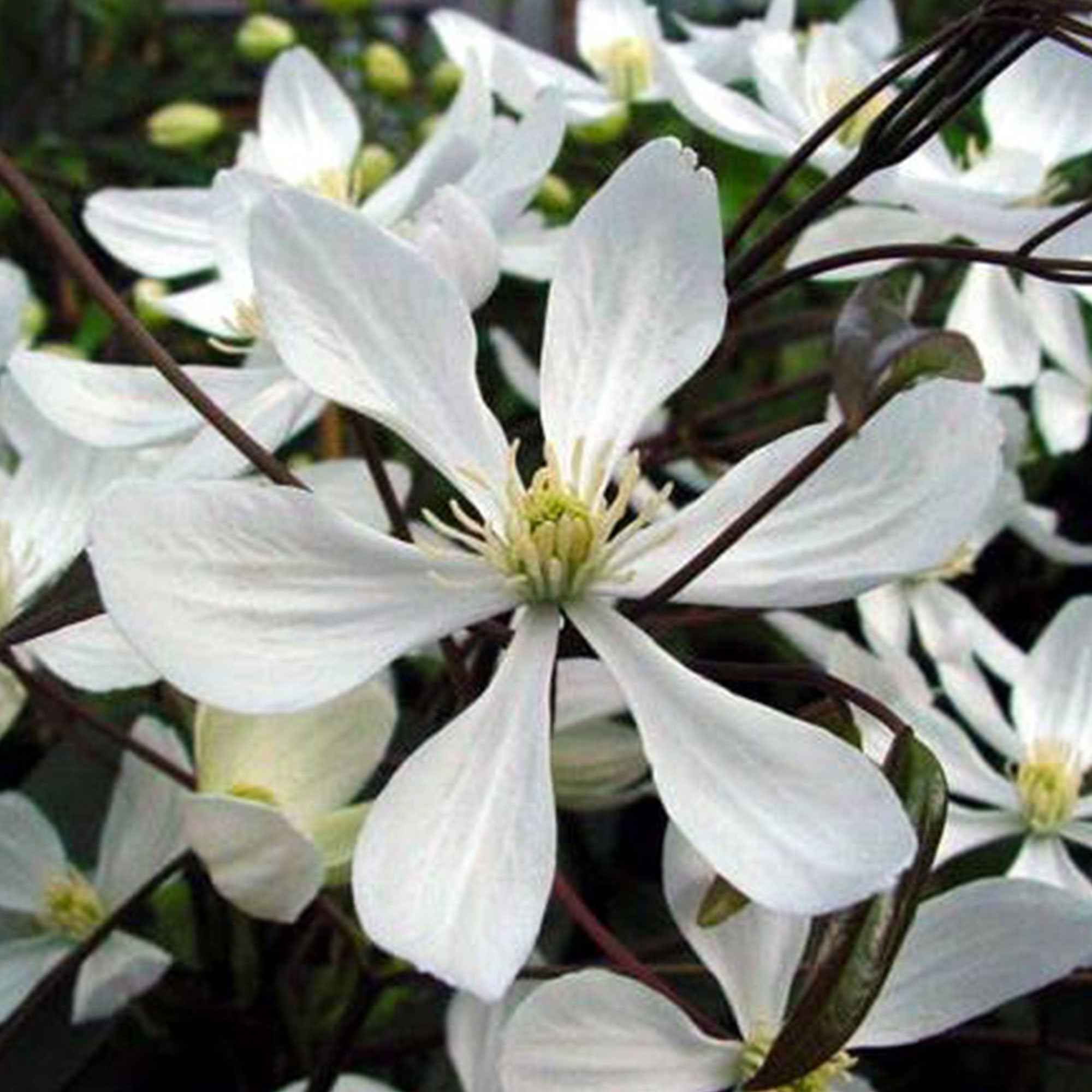 Clématite 'Armandii' blanc - Image 2