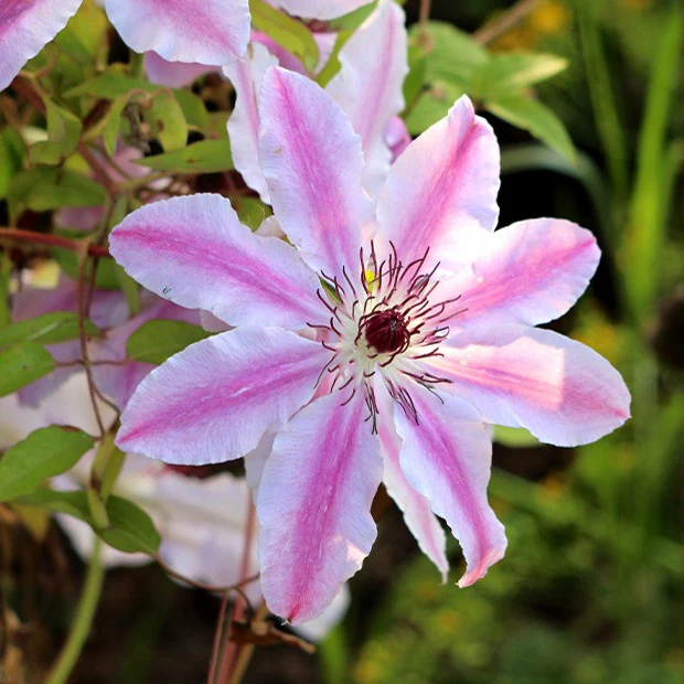 Clématite 'Nelly Moser' - Image 2