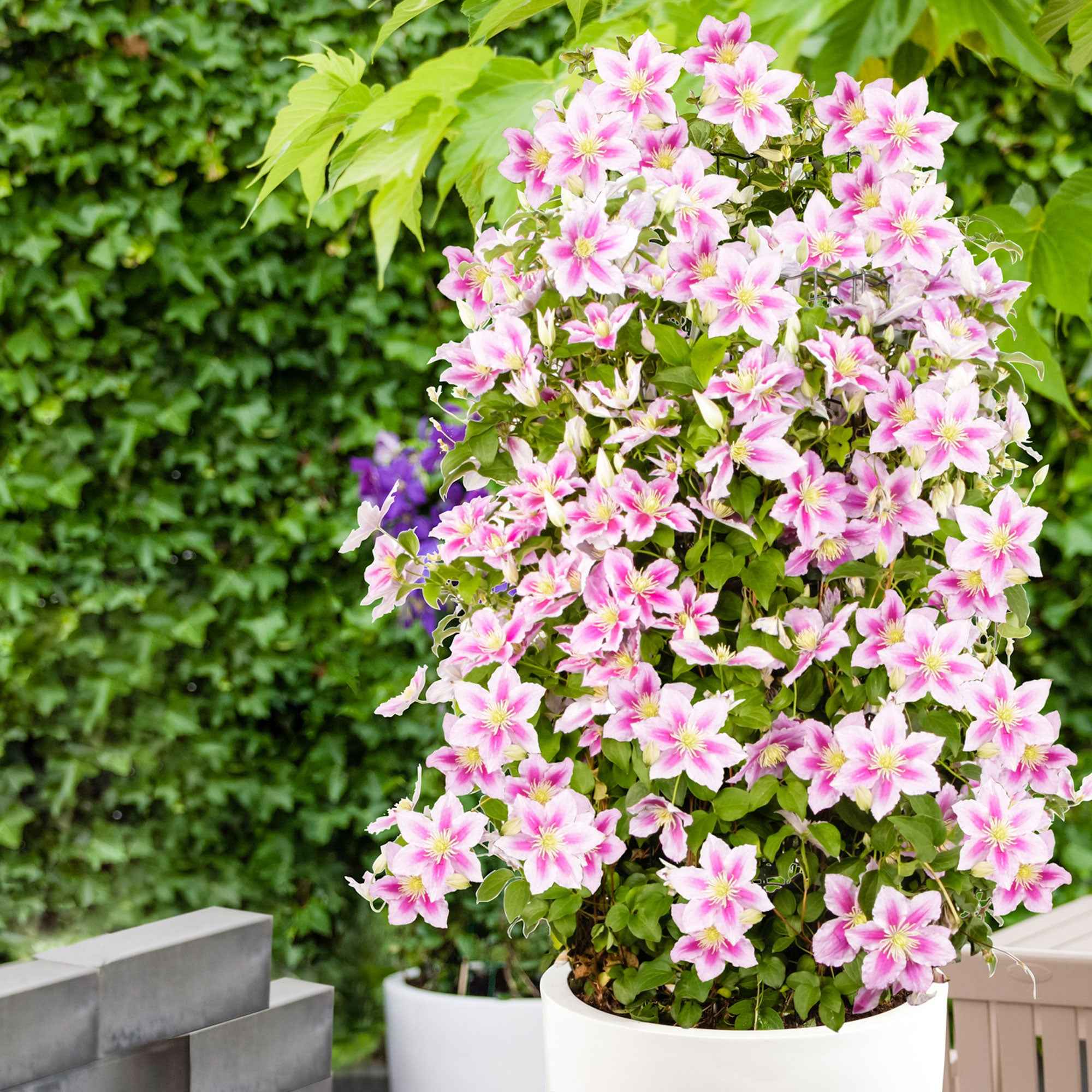 Clématite 'Piilu'