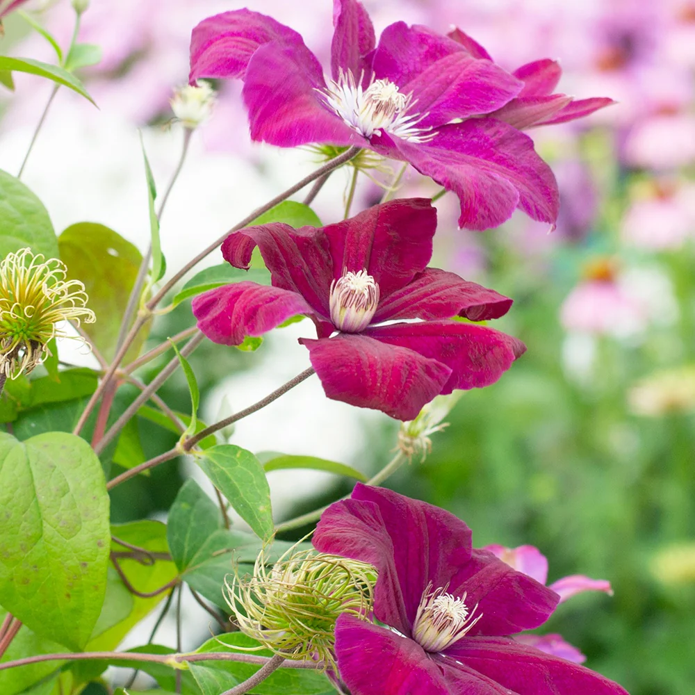 Clematite 'Rouge Cardinal' - Image 2