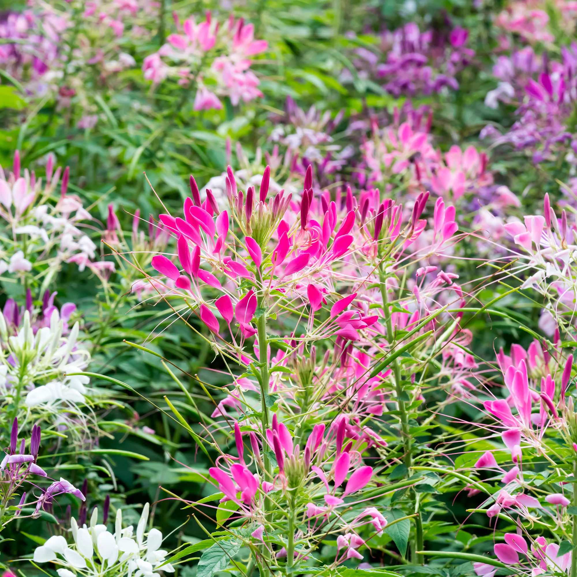 Cléome épineux Colour Fountain en mélange