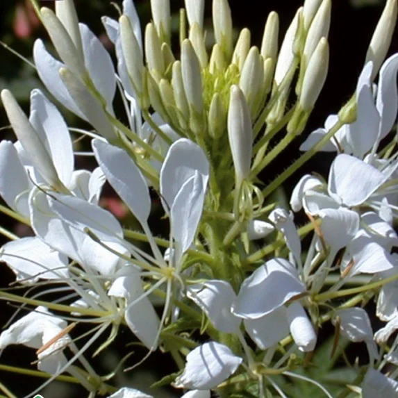 Cléome épineux White Queen