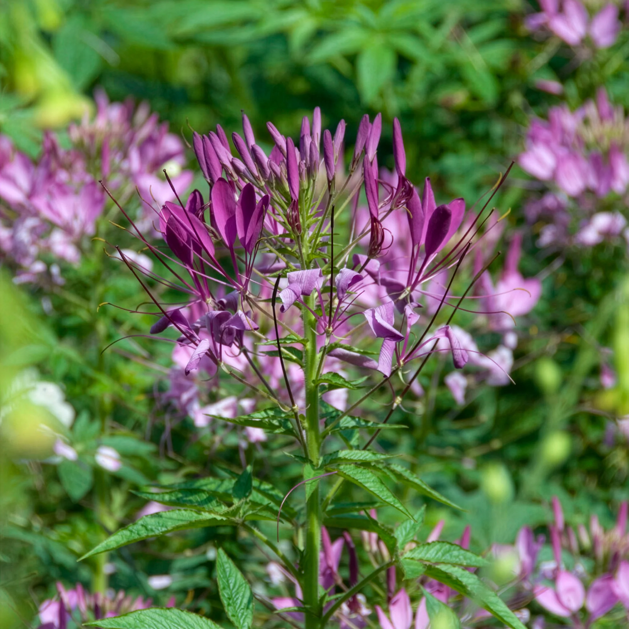 Cléome Violet Queen
