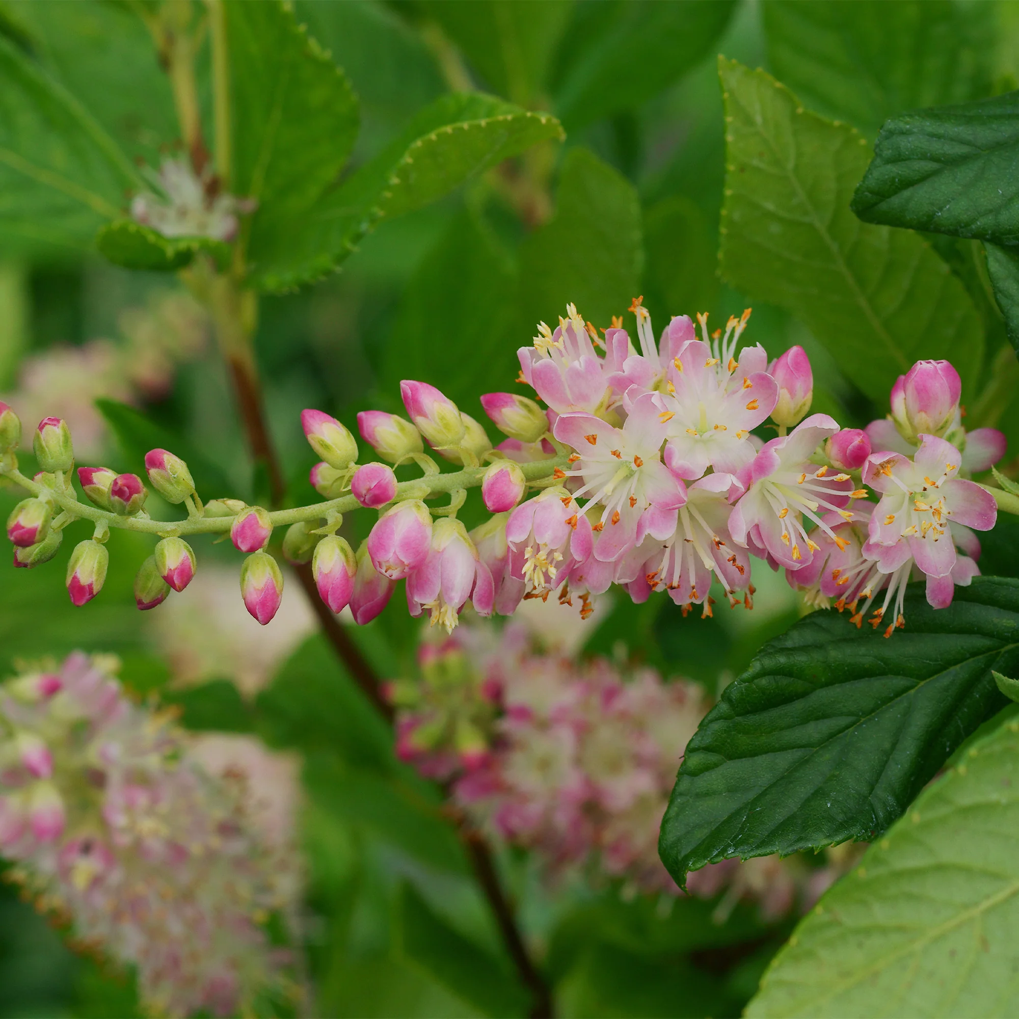 Clethra Flèche rose