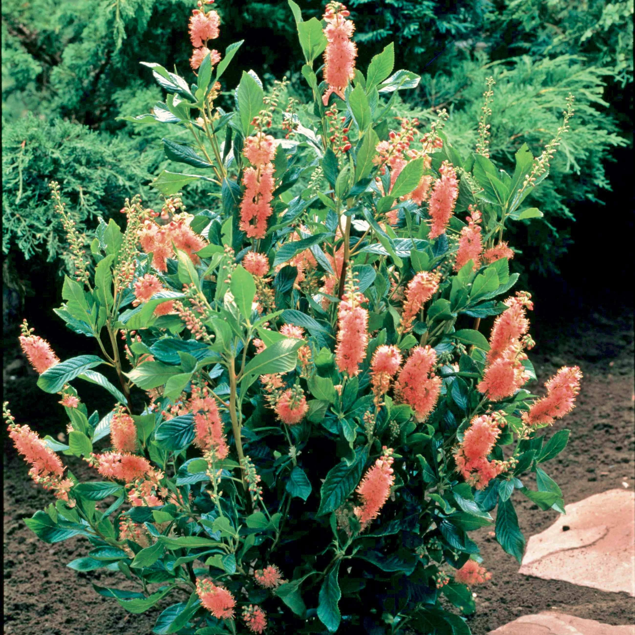 Clethra Flèche rose - Image 3