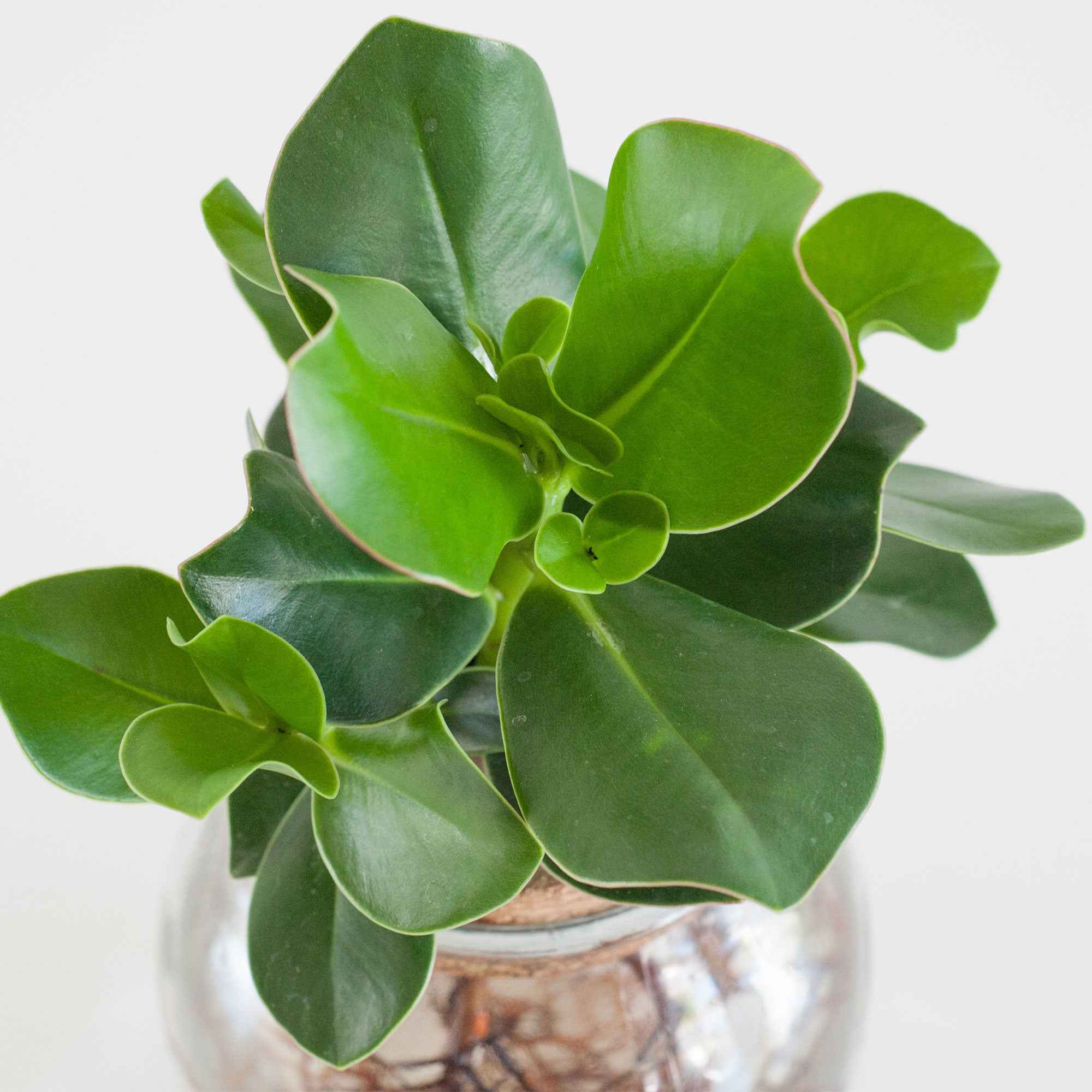 Clusia Met et son Ampoule vase - Image 2