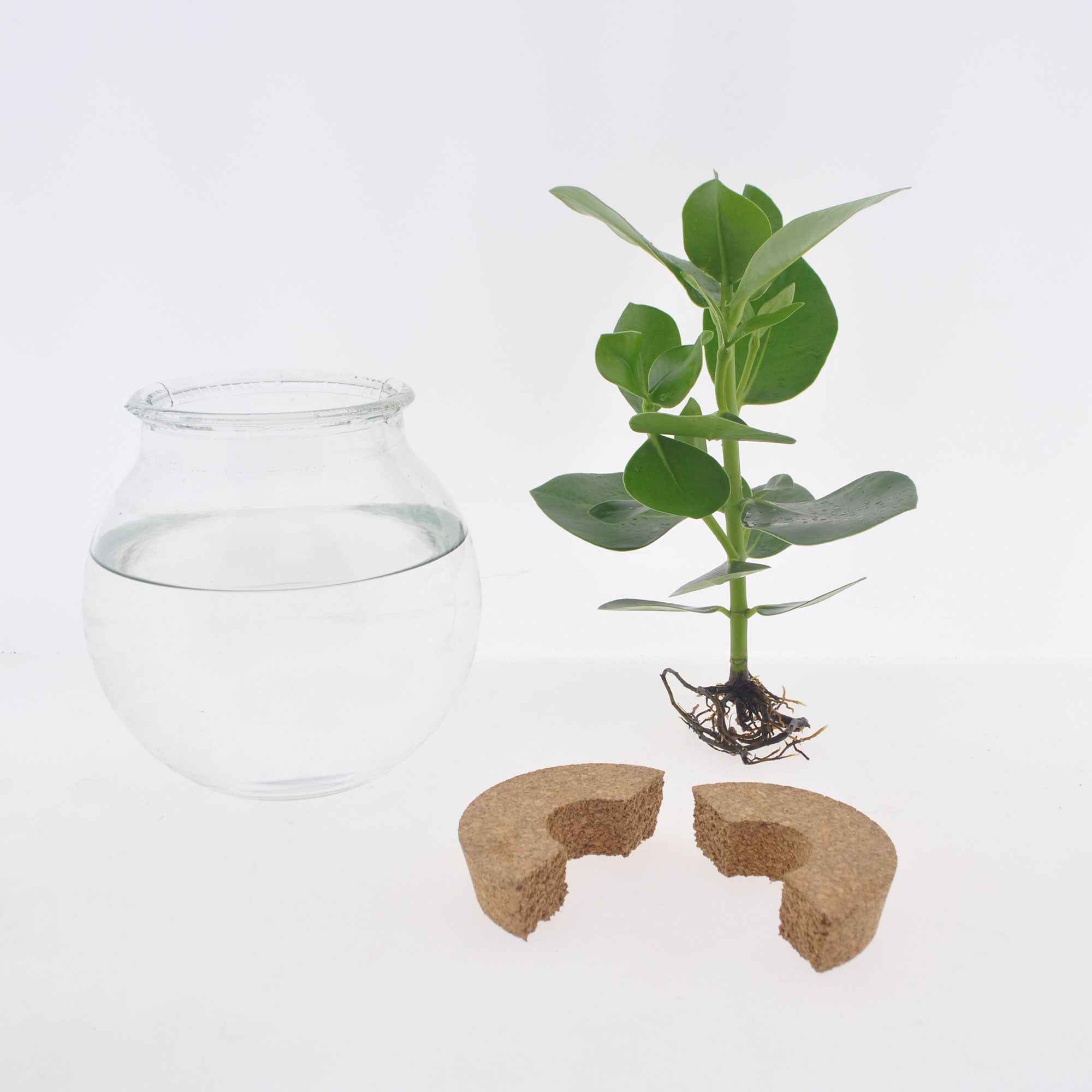 Clusia Met et son Ampoule vase - Image 5