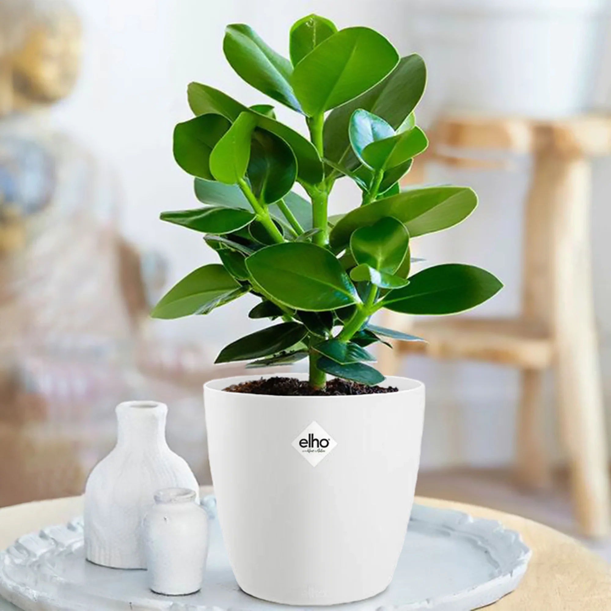 Clusia Princess + cache pot blanc 14 cm. - Image 2