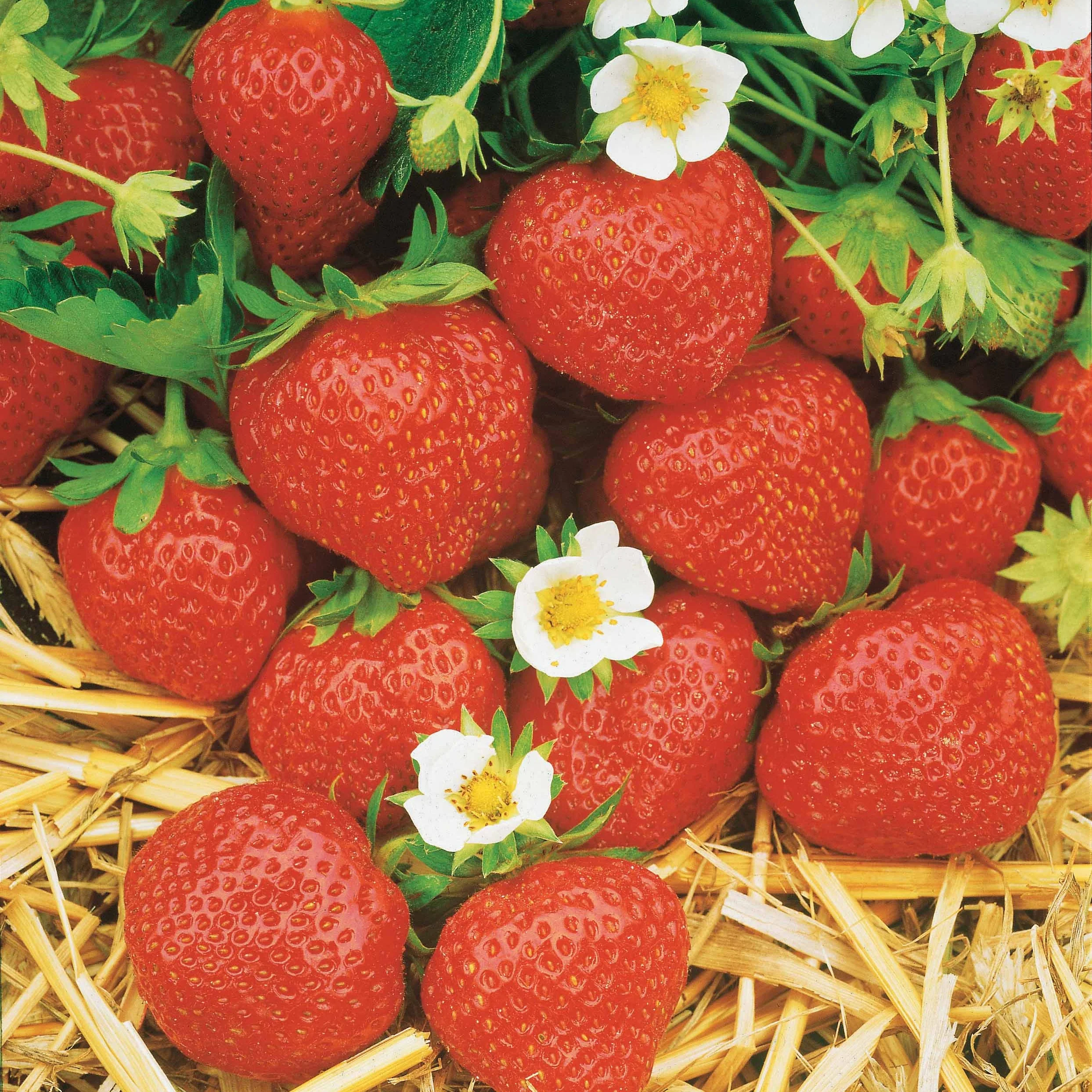 Collection de 60 fraises de 6 mois : Mara des Bois, Maestro, Gariguette