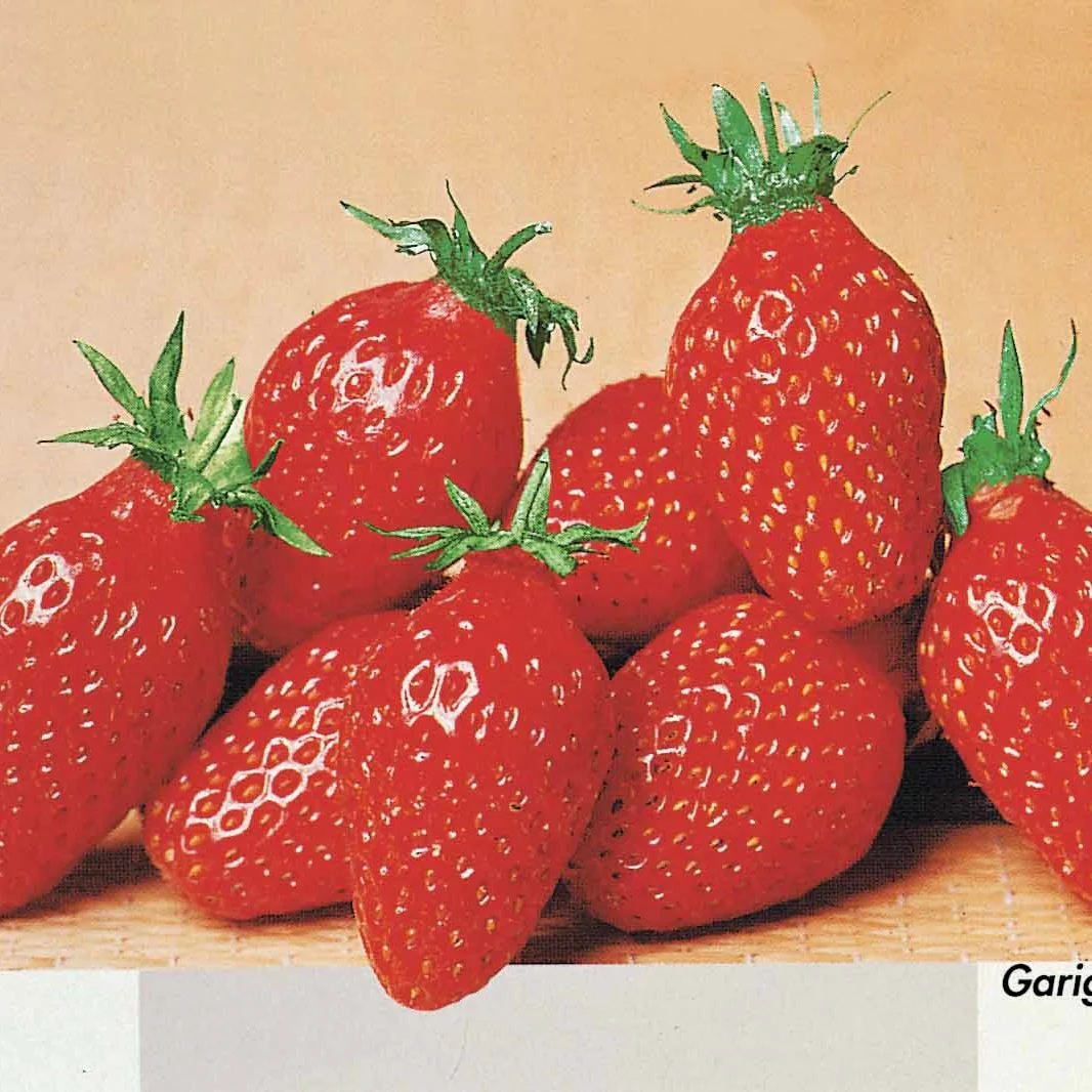 Collection de 60 fraises de 6 mois : Mara des Bois, Maestro, Gariguette - Image 2