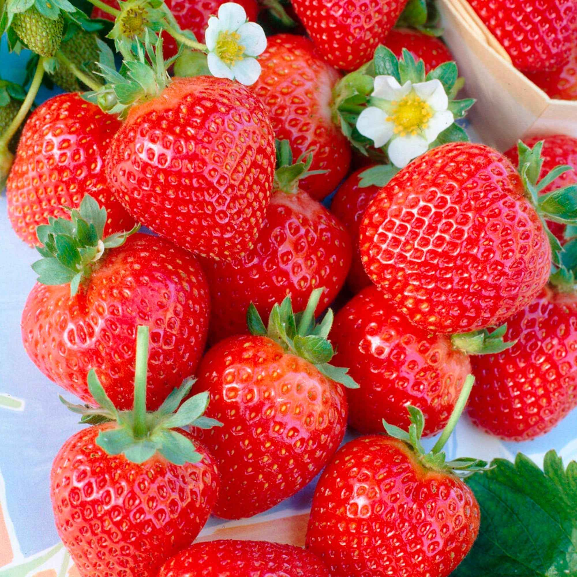 Collection de 60 fraisiers à récoltes échelonnées