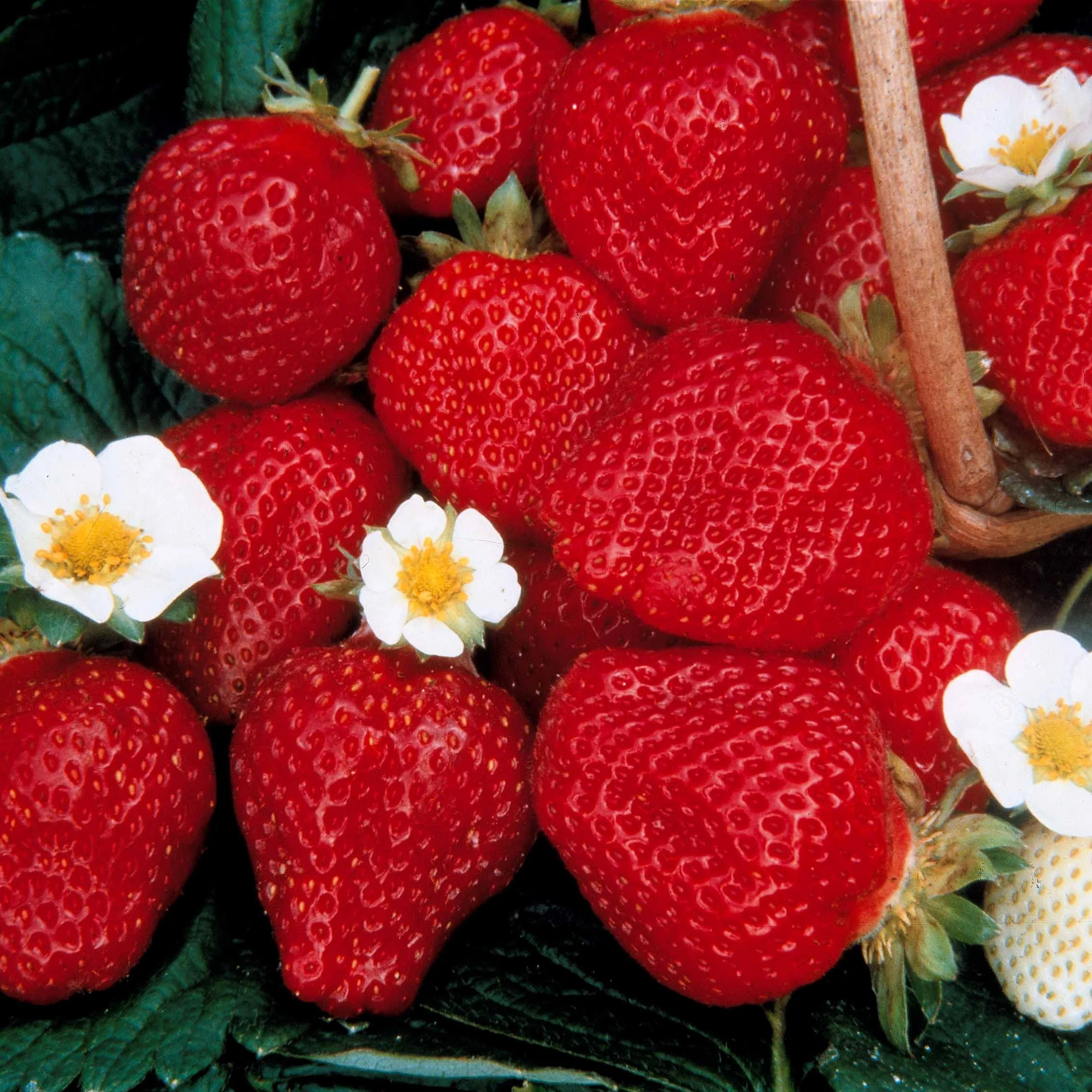Collection de 60 fraisiers à récoltes échelonnées - Image 3