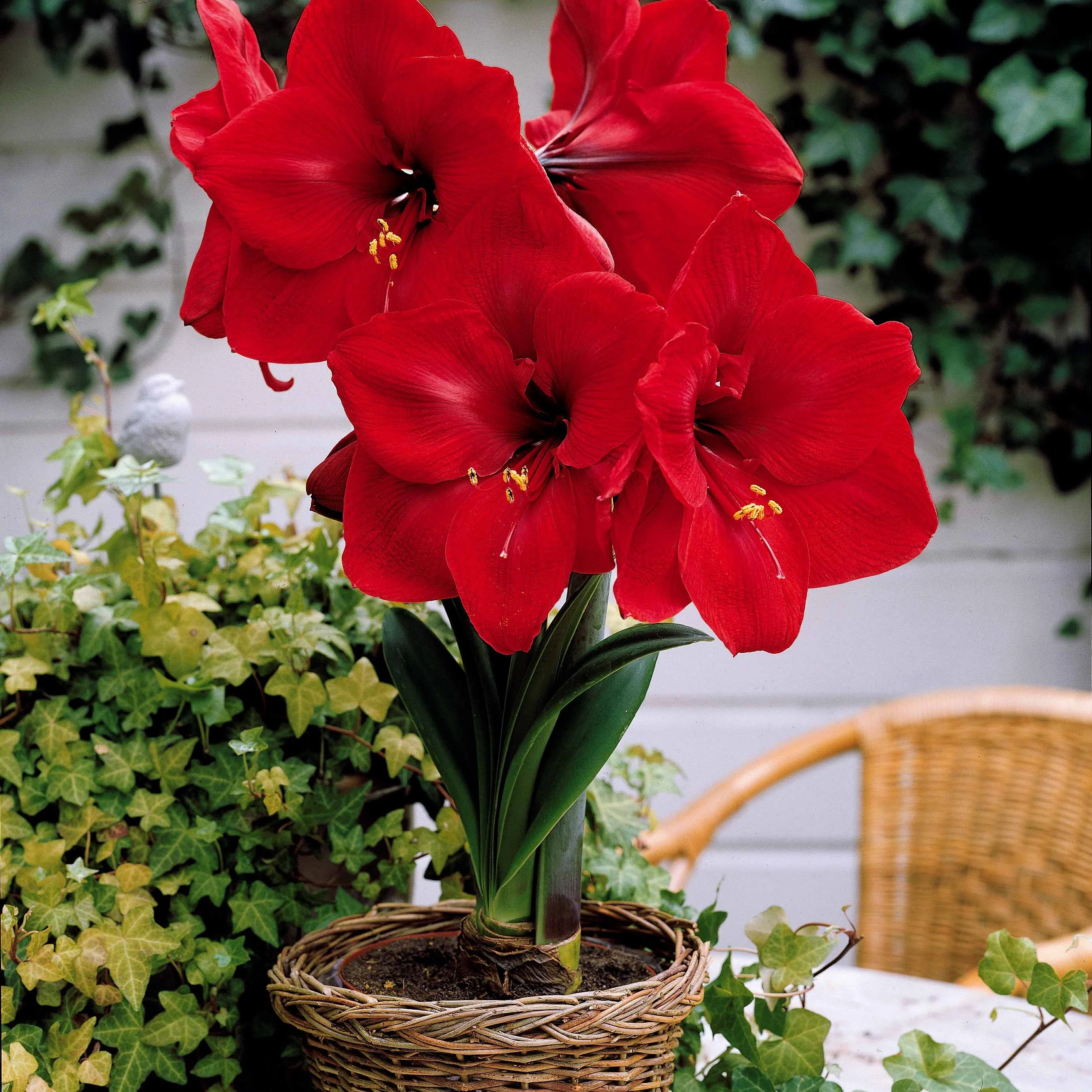 Collection d'Amaryllis naines - Image 2