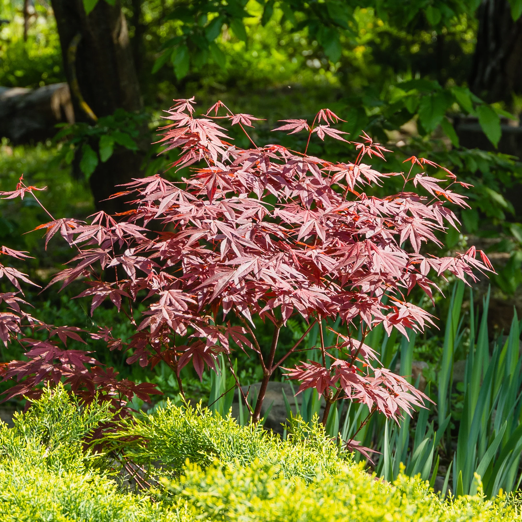 Collection de 3 arbustes pour terrasse et jardin japonais - Image 2