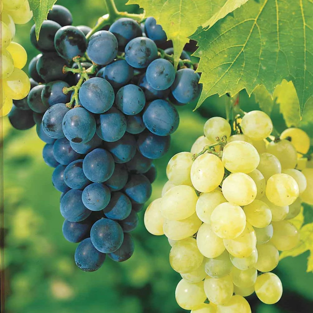 Collection de 2 Vignes : Muscat de Hambourg et Chasselas de Fontainebleau