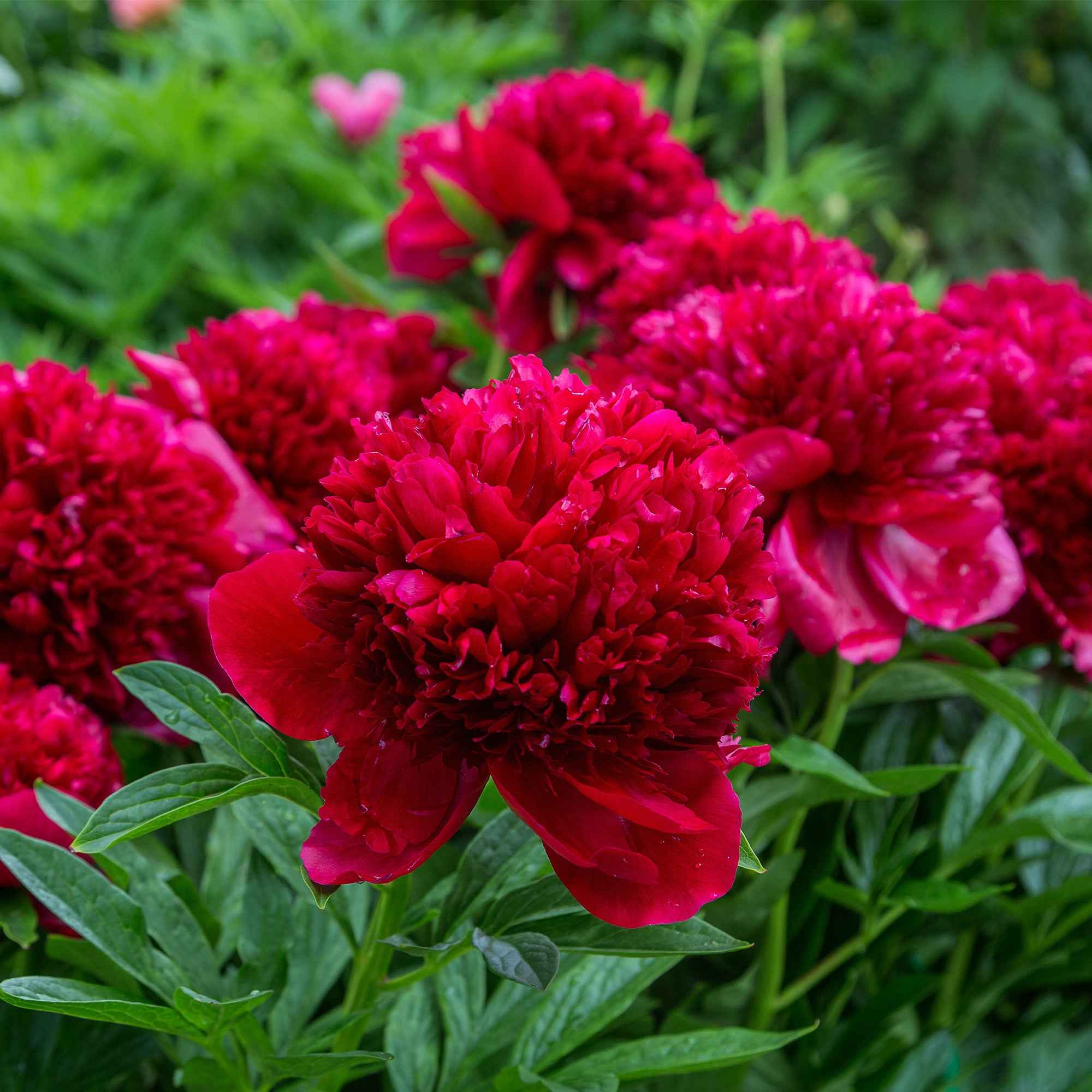 Mélange de 3 pivoines : Immaculée, Sorbet, Red Charm - Image 3