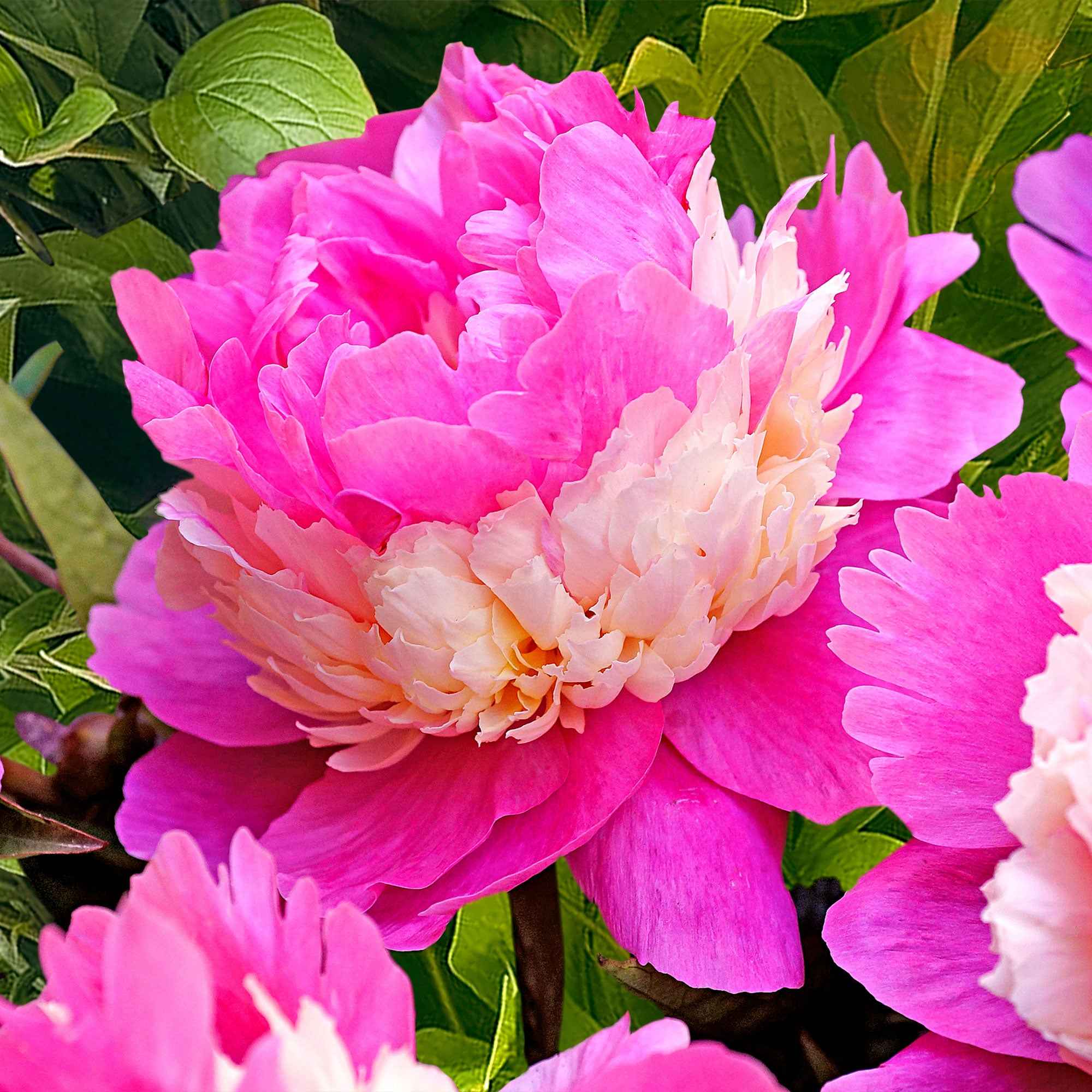 Mélange de 3 pivoines : Immaculée, Sorbet, Red Charm - Image 4