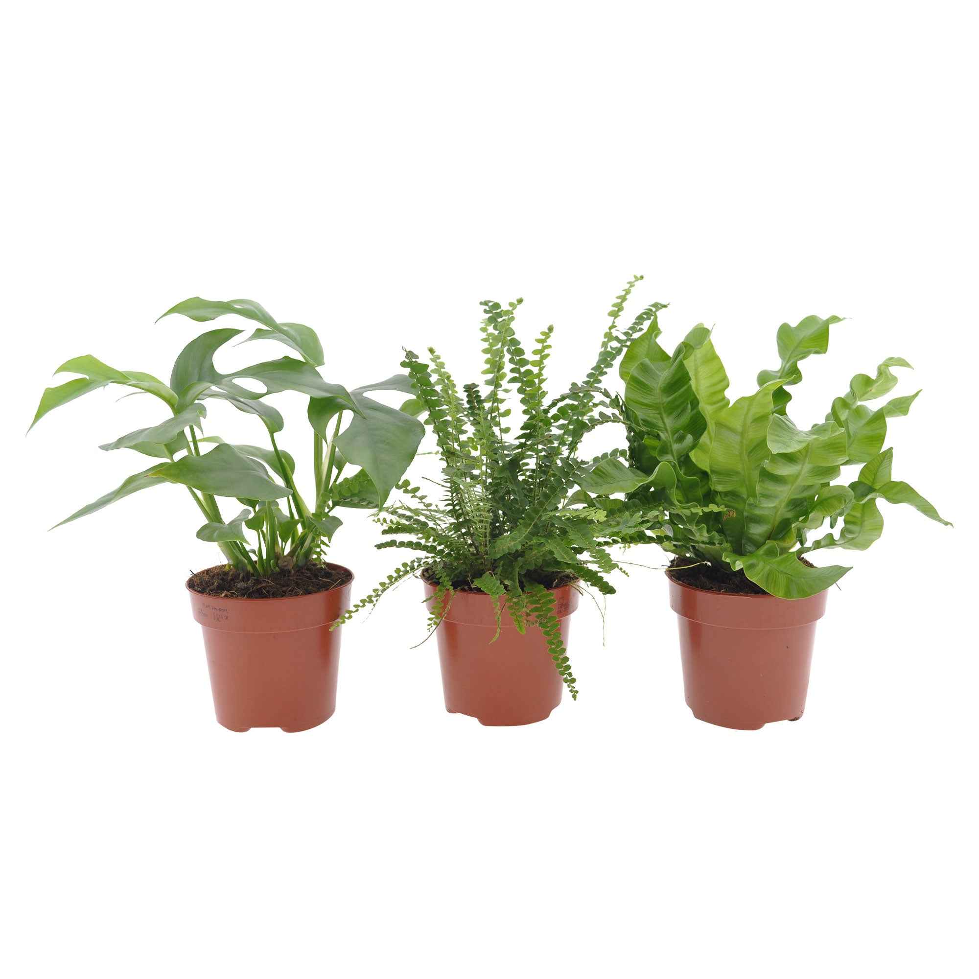 Collection de 3 plantes d'intérieur pour la salle de bain - Image 2