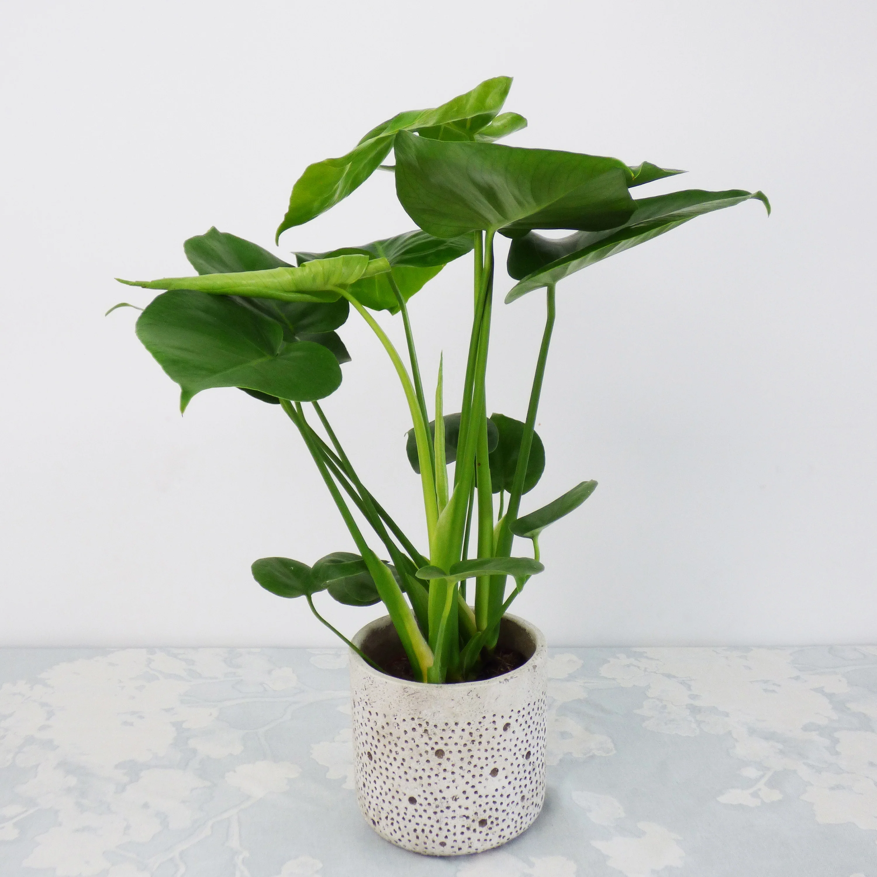 Collection de 3 plantes vertes dépolluantes - Image 3