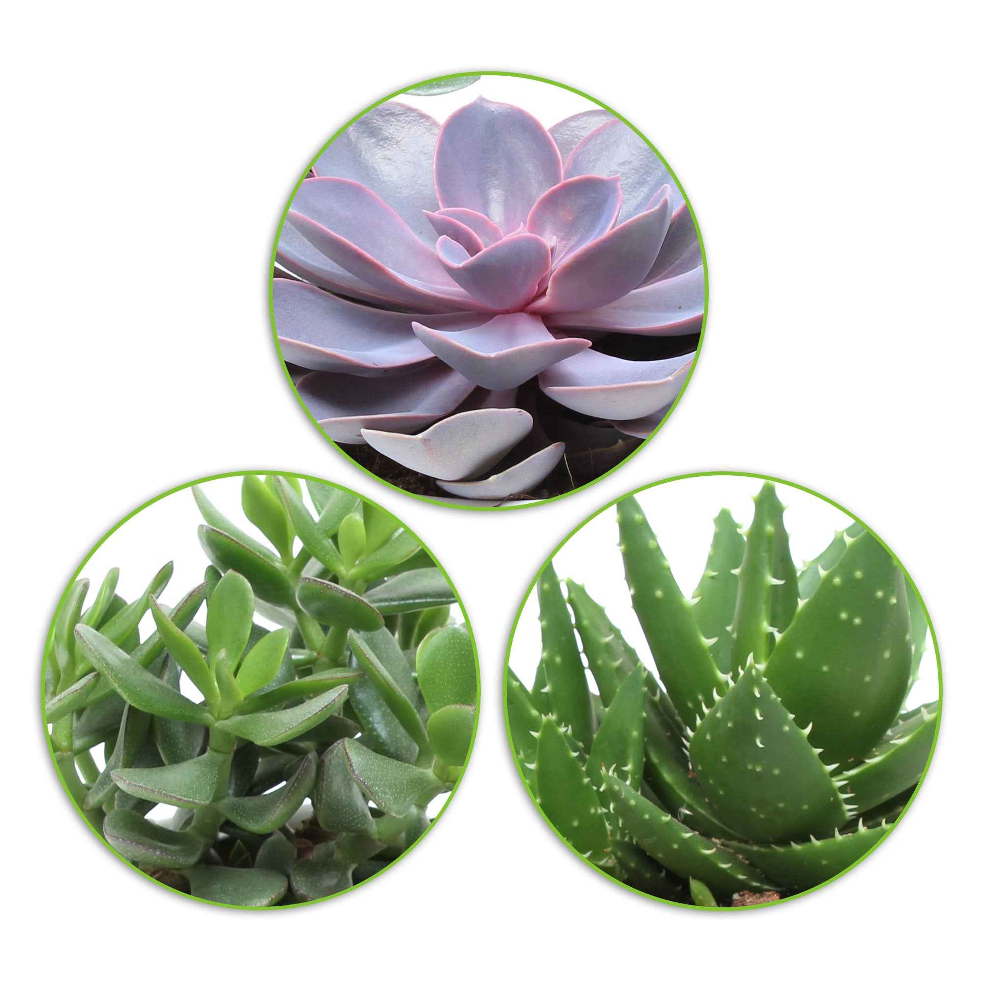 Collection de 3 succulentes - Crassula 'Minova Magic' et 2 Gasterias - Image 3