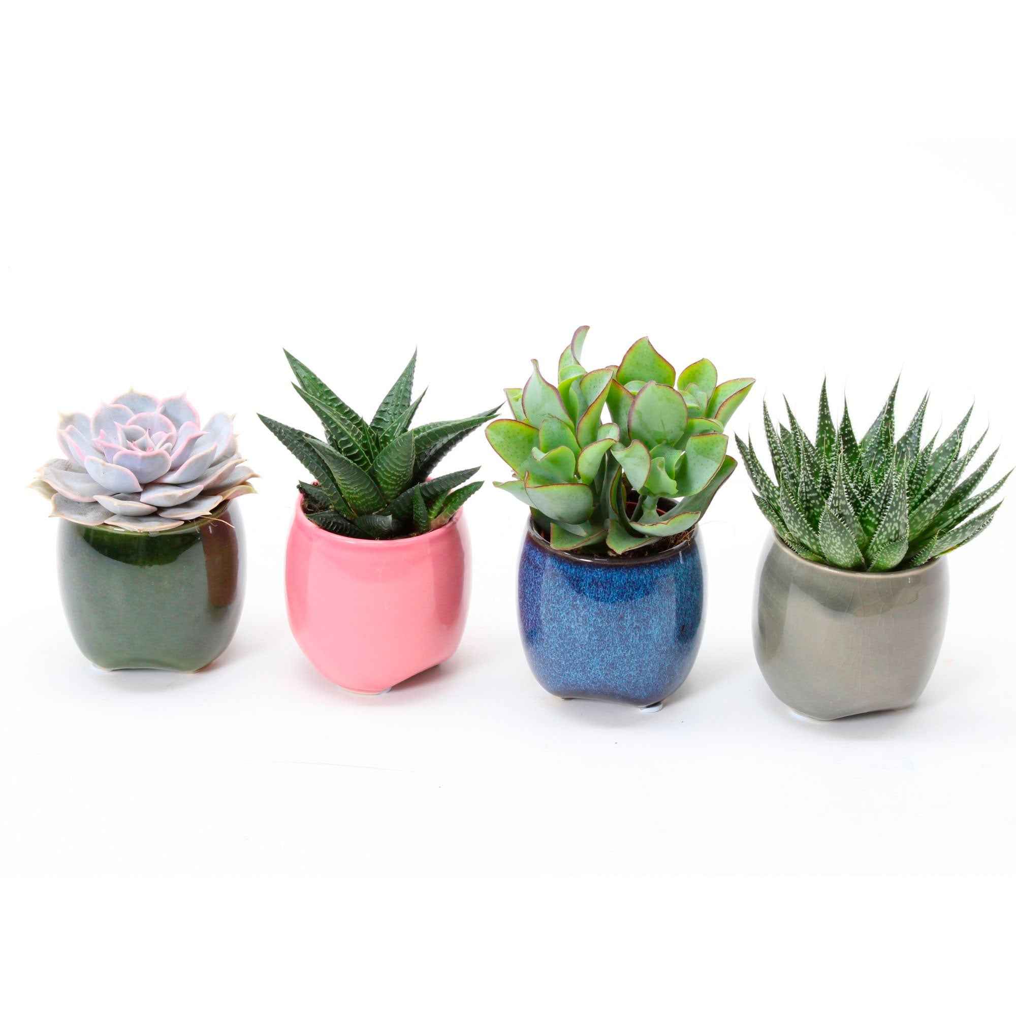 Collection de 4 succulentes - Image 2