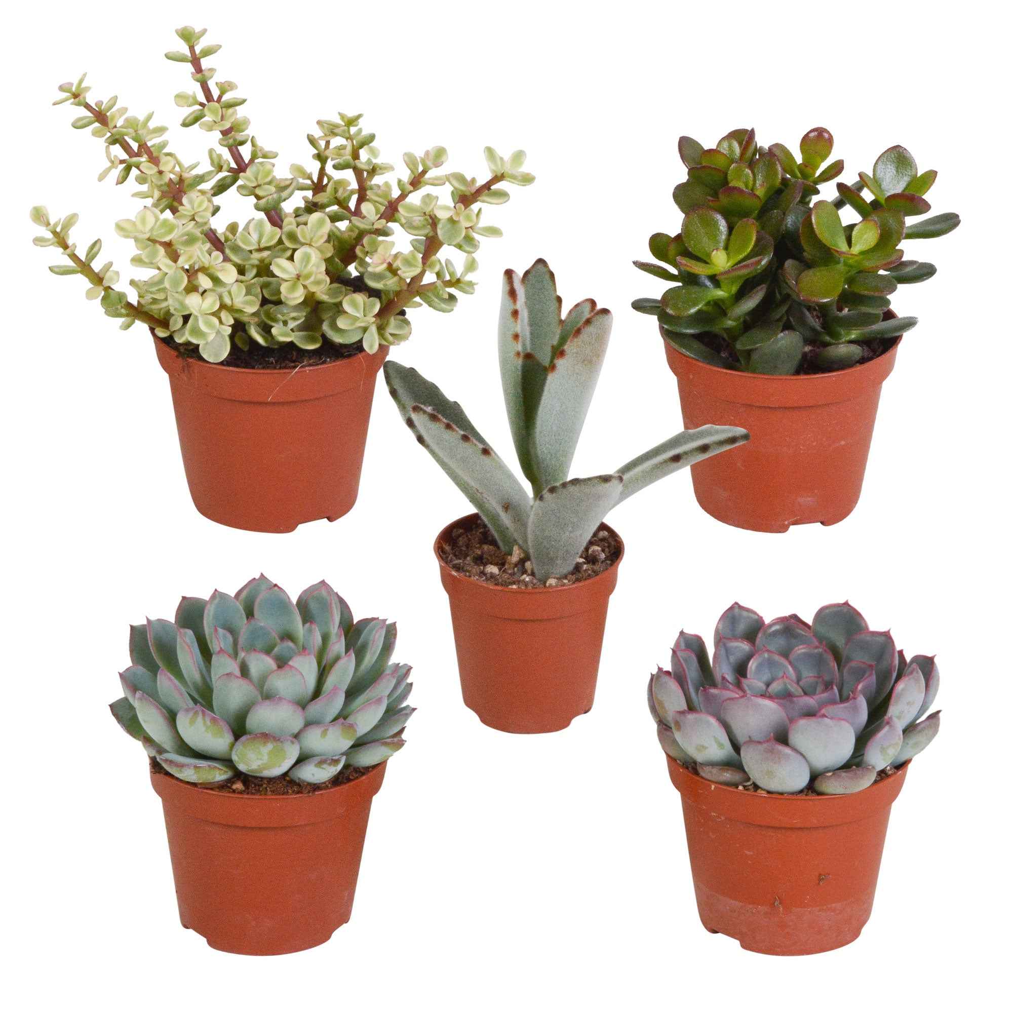 Collection de 5 succulentes - Image 2