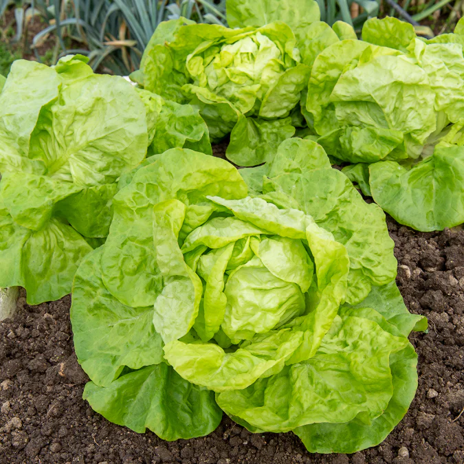 Collection de 6 mois de salades - Image 3