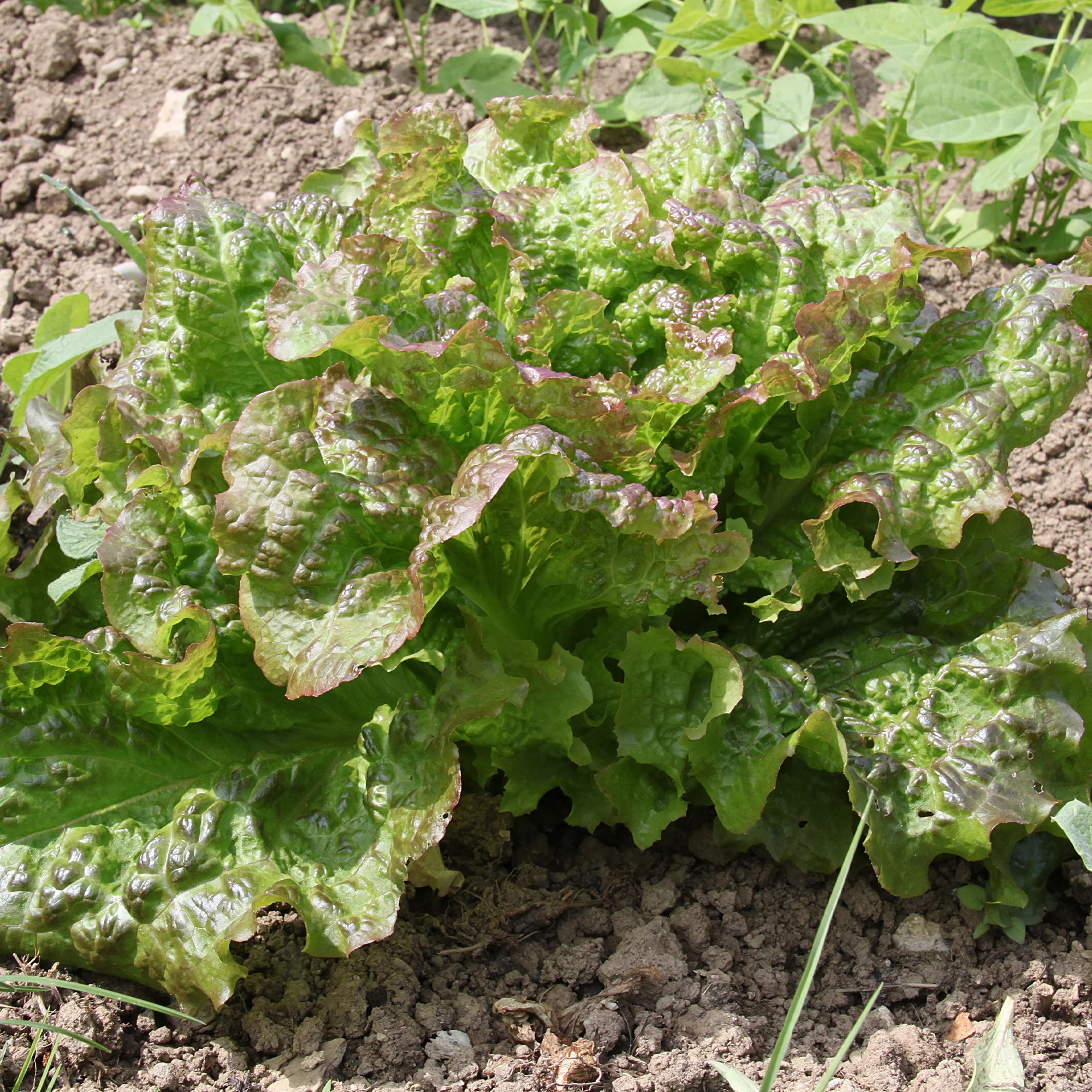 Collection de 6 mois de salades - Image 4