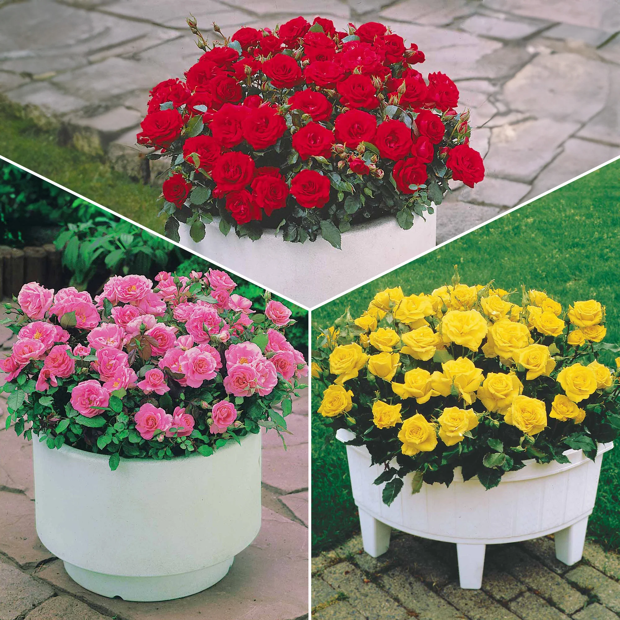 Collection de 3 mini-rosiers Randilla : rouge, jaune , rose