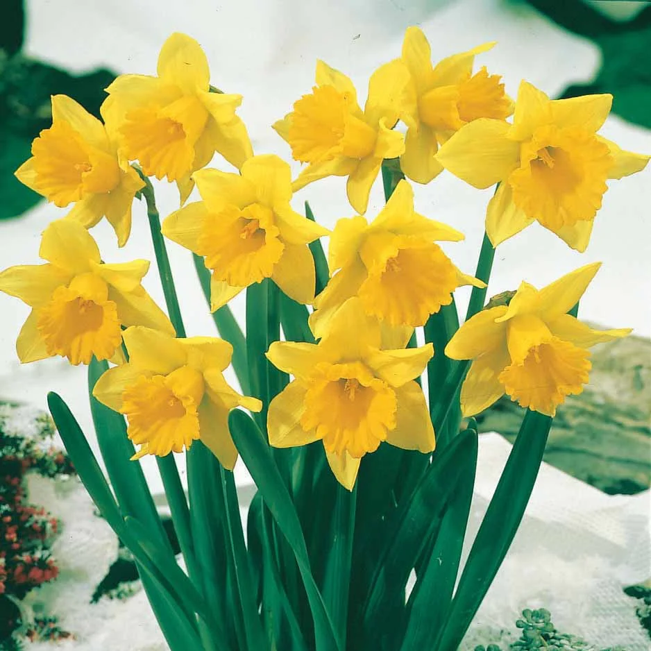 Collection de 30 Narcisses Fortune et Rijnveld Early Sensation - Image 6