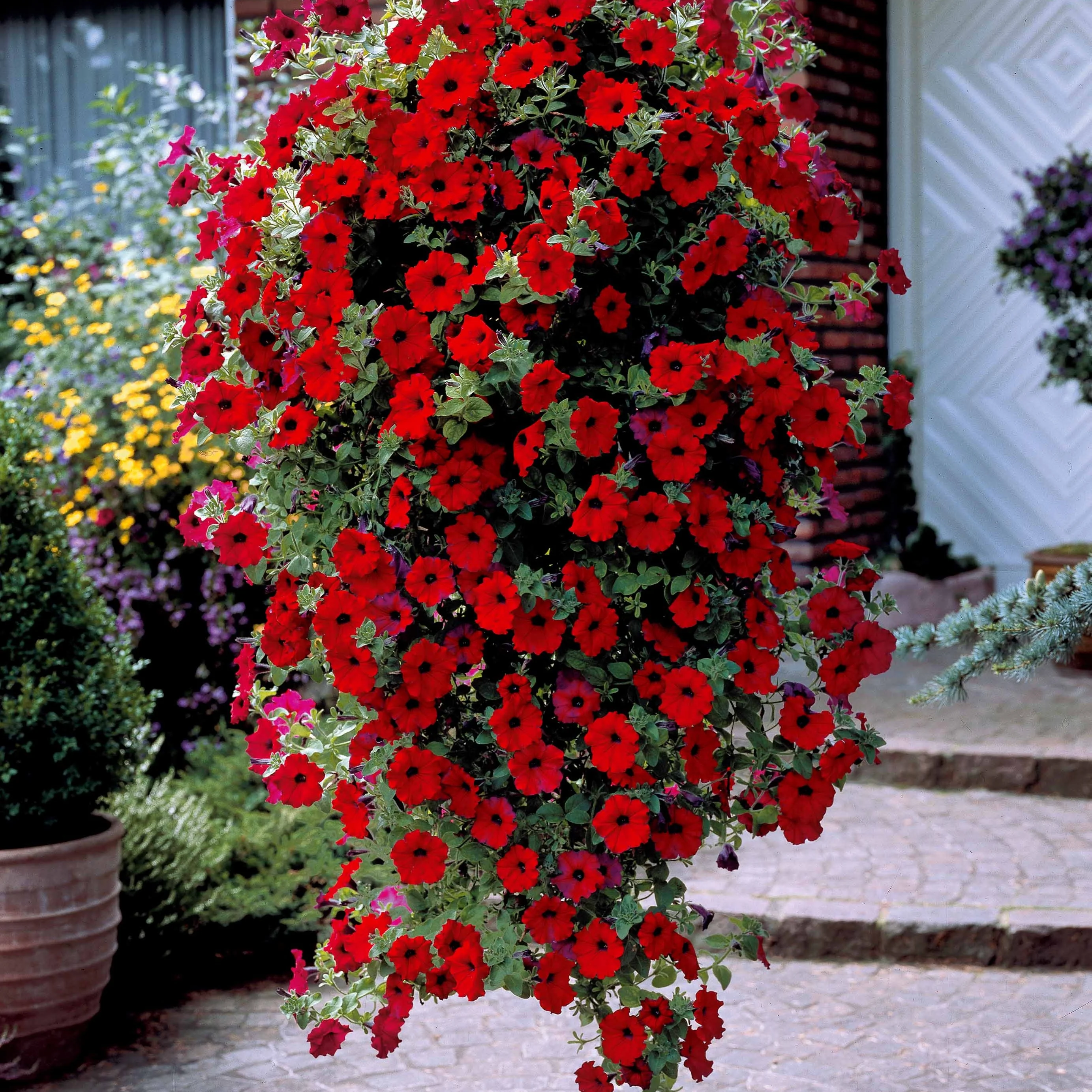Collection de 9 Pétunias : rouges, roses, jaunes