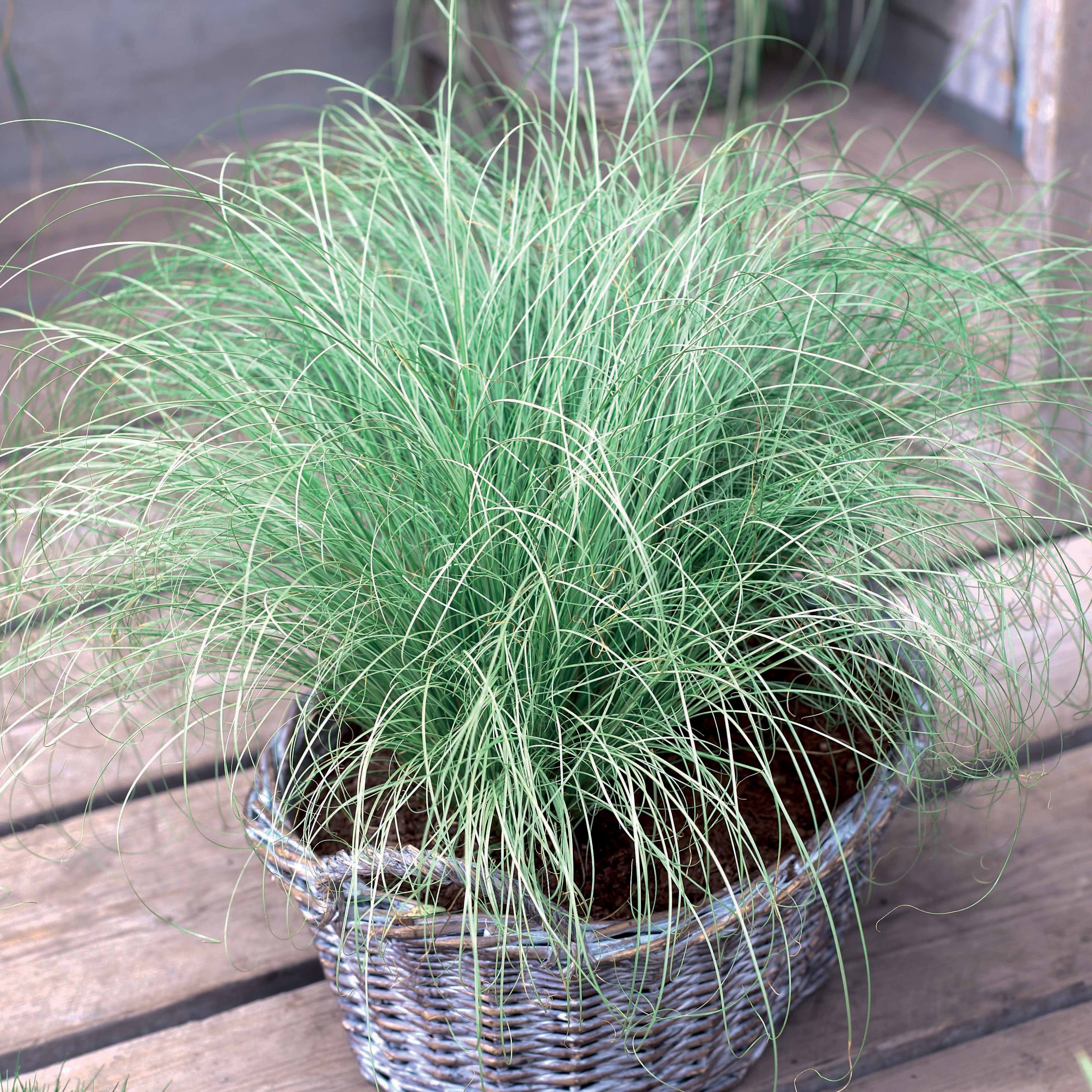 Collection de 7 plantes vivaces à feuillages originaux - Image 3