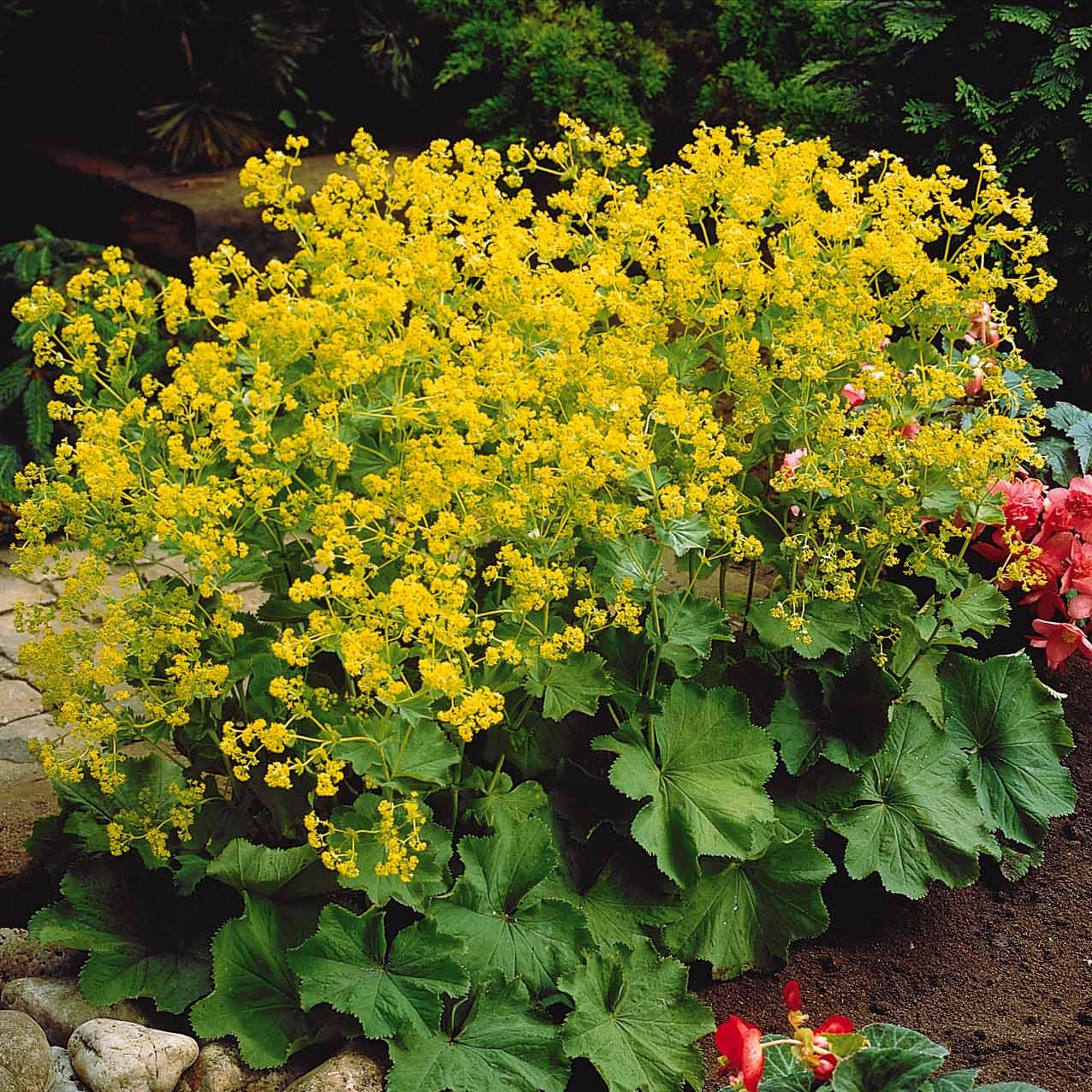 Collection de 9 plantes vivaces pour la mi-ombre - Image 5