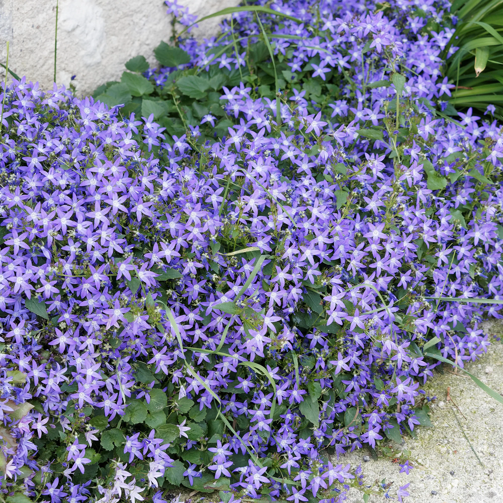 Collection de 13 plantes vivaces rampantes et tapissantes - Image 2