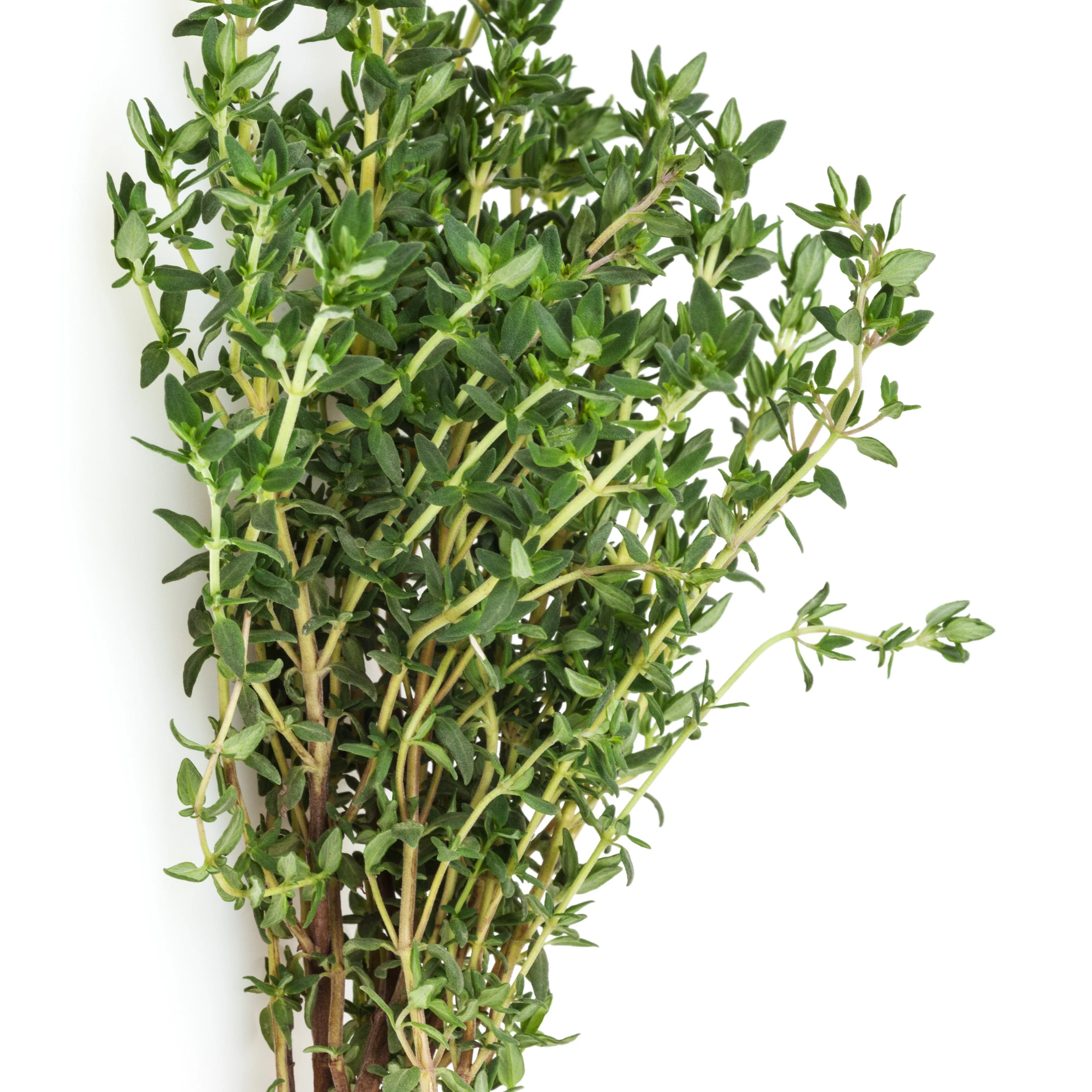 Collection de 4 Plants Aromatiques basilic, ciboulette, persil, thym - Image 3