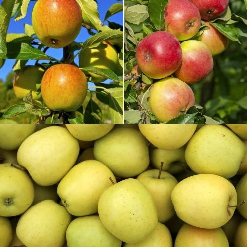 Collection de Pommiers : Reine de reinettes, Cox's, Golden Delicious