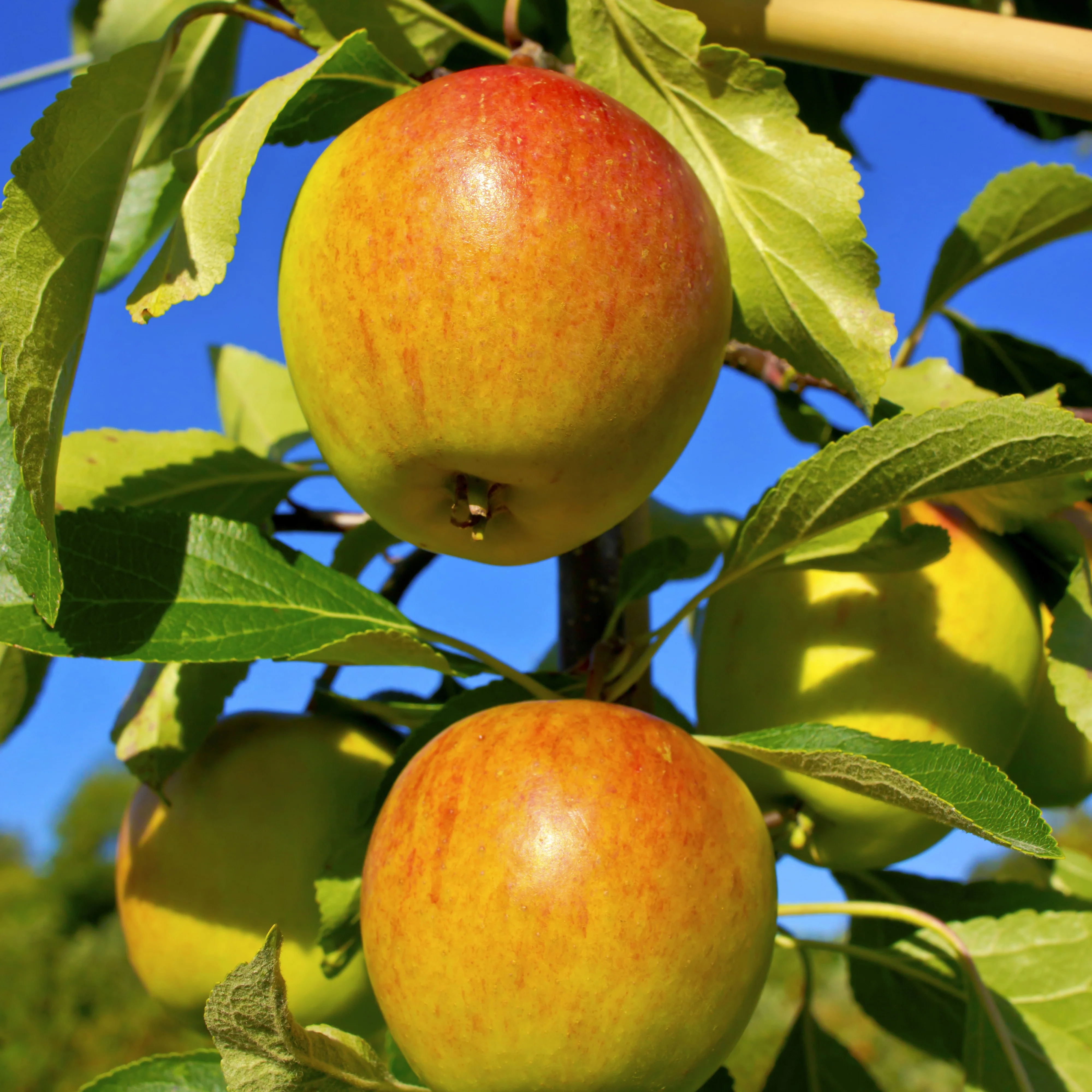 Collection de Pommiers : Reine de reinettes, Cox's, Golden Delicious - Image 4