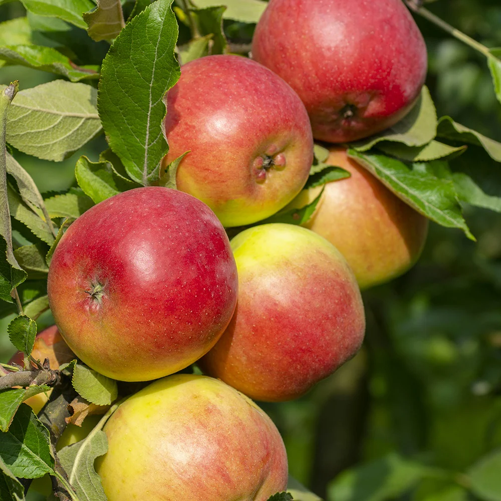 Collection de  Pommiers : Reine de reinettes, Gala, Golden Delicious - Image 2
