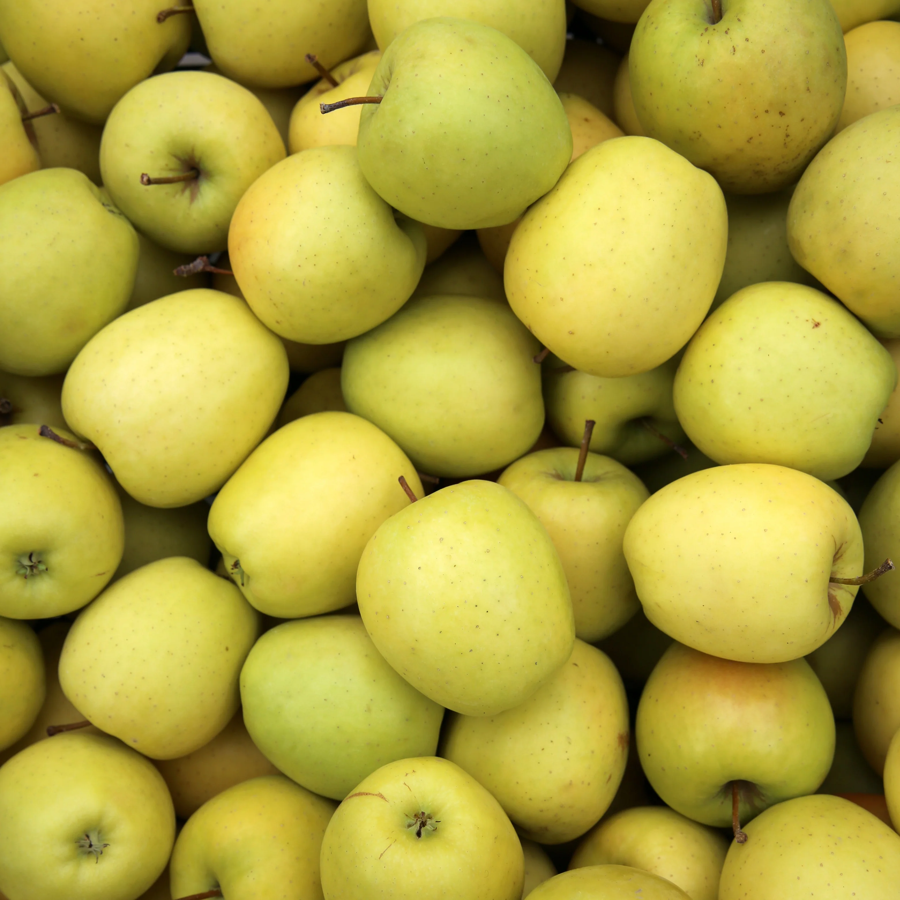 Collection de  Pommiers : Reine de reinettes, Gala, Golden Delicious - Image 3