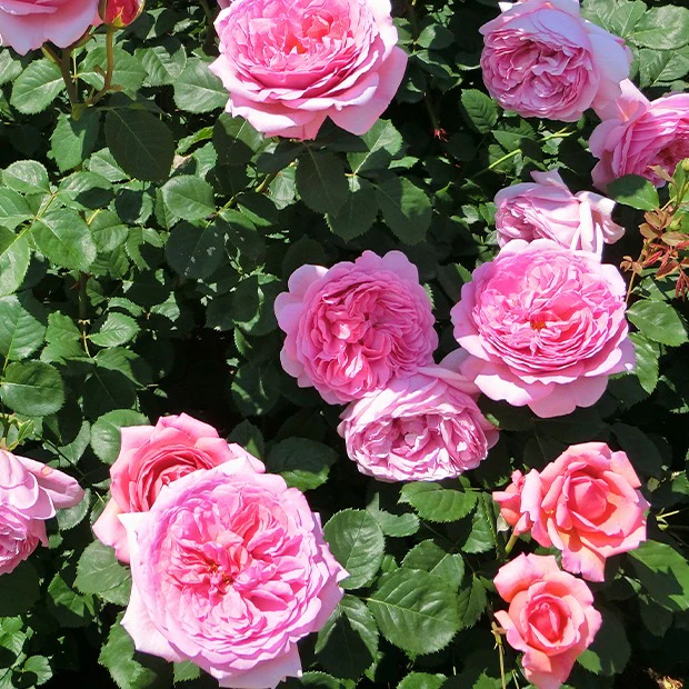 Collection de 3 Rosiers anglais : Fish Ausgreen, Charlie, Her's Ausgreen - Image 4