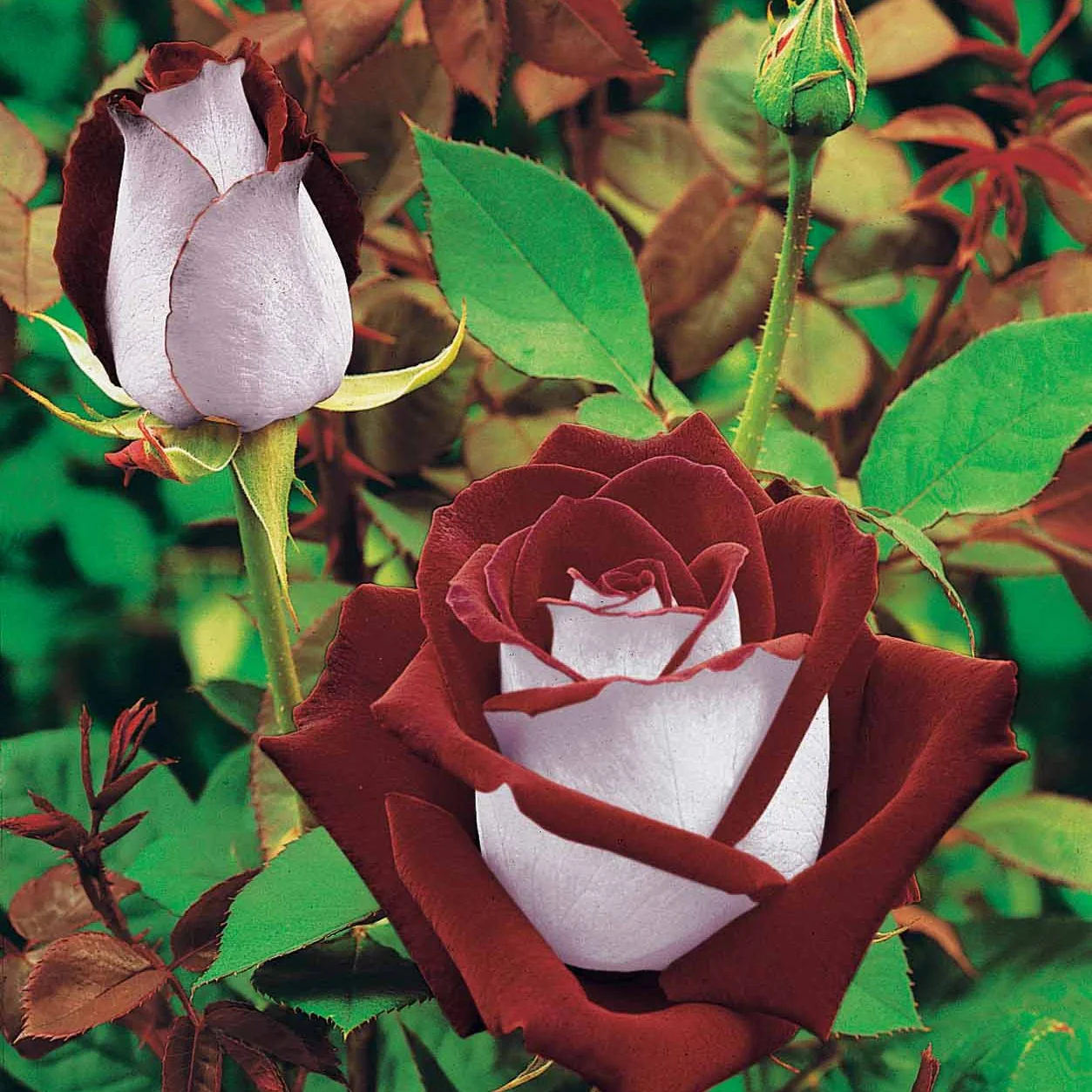 Collection de 3 Rosiers buissons : Osiria, Famosa, Double Delight - Image 2