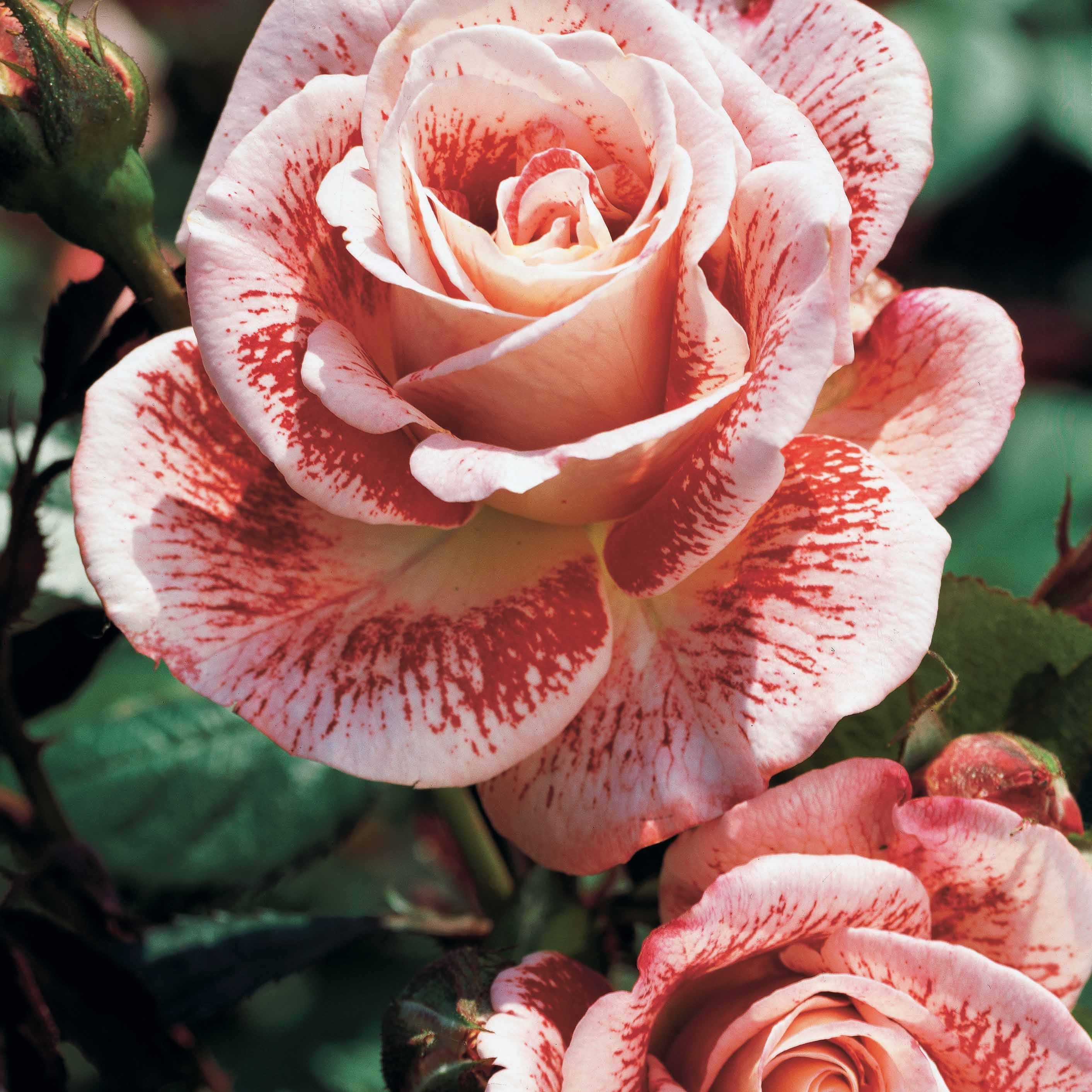 Collection de 3 Rosiers buissons : Osiria, Famosa, Double Delight - Image 3