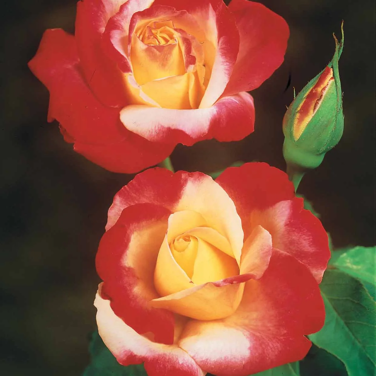 Collection de 3 Rosiers buissons : Osiria, Famosa, Double Delight - Image 4