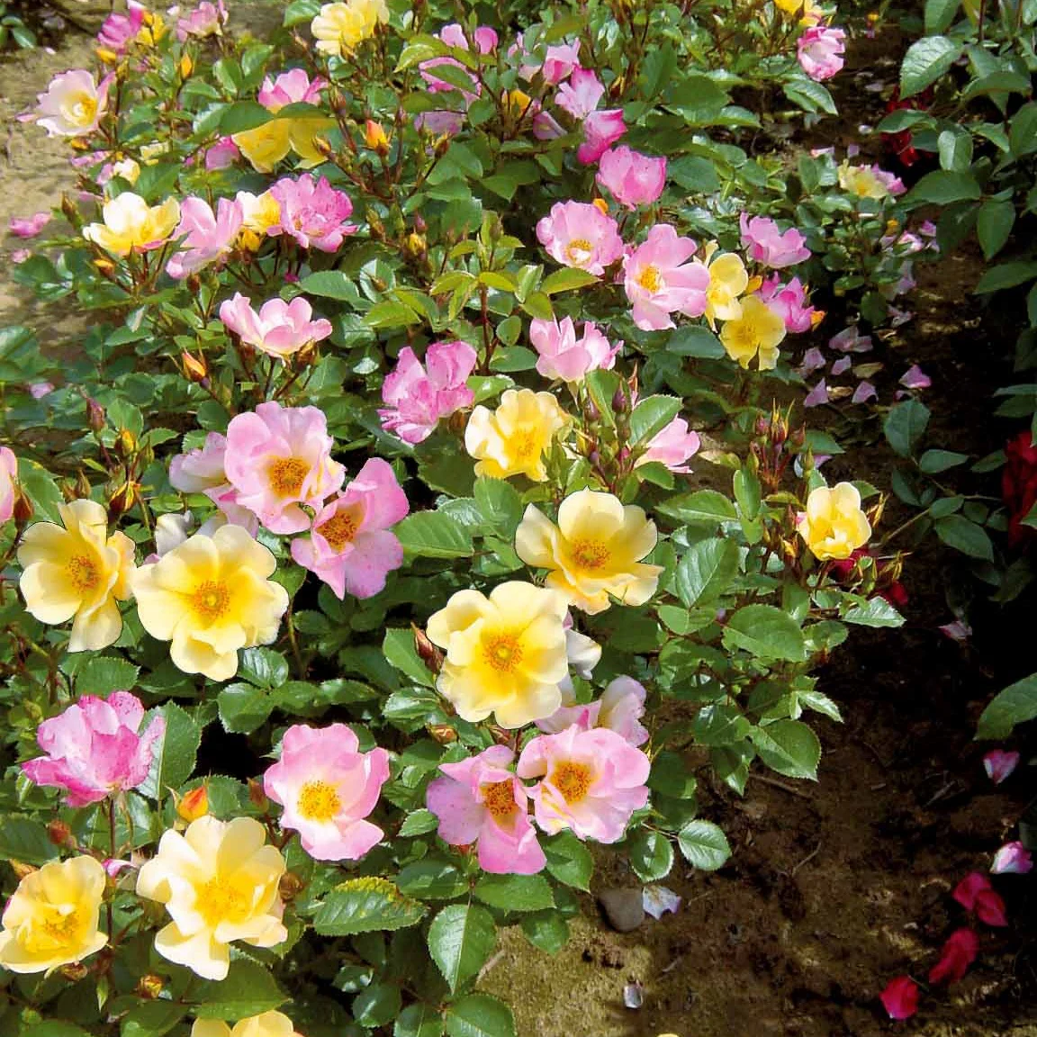 Collection de 6 Rosiers couvre-sols Happy Chappy et Wonderland - Image 2
