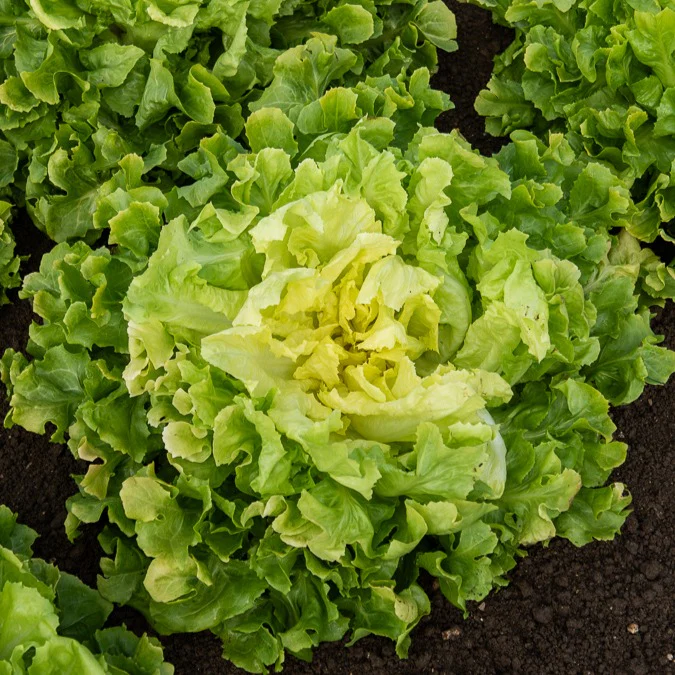 Collection de salades - Image 3