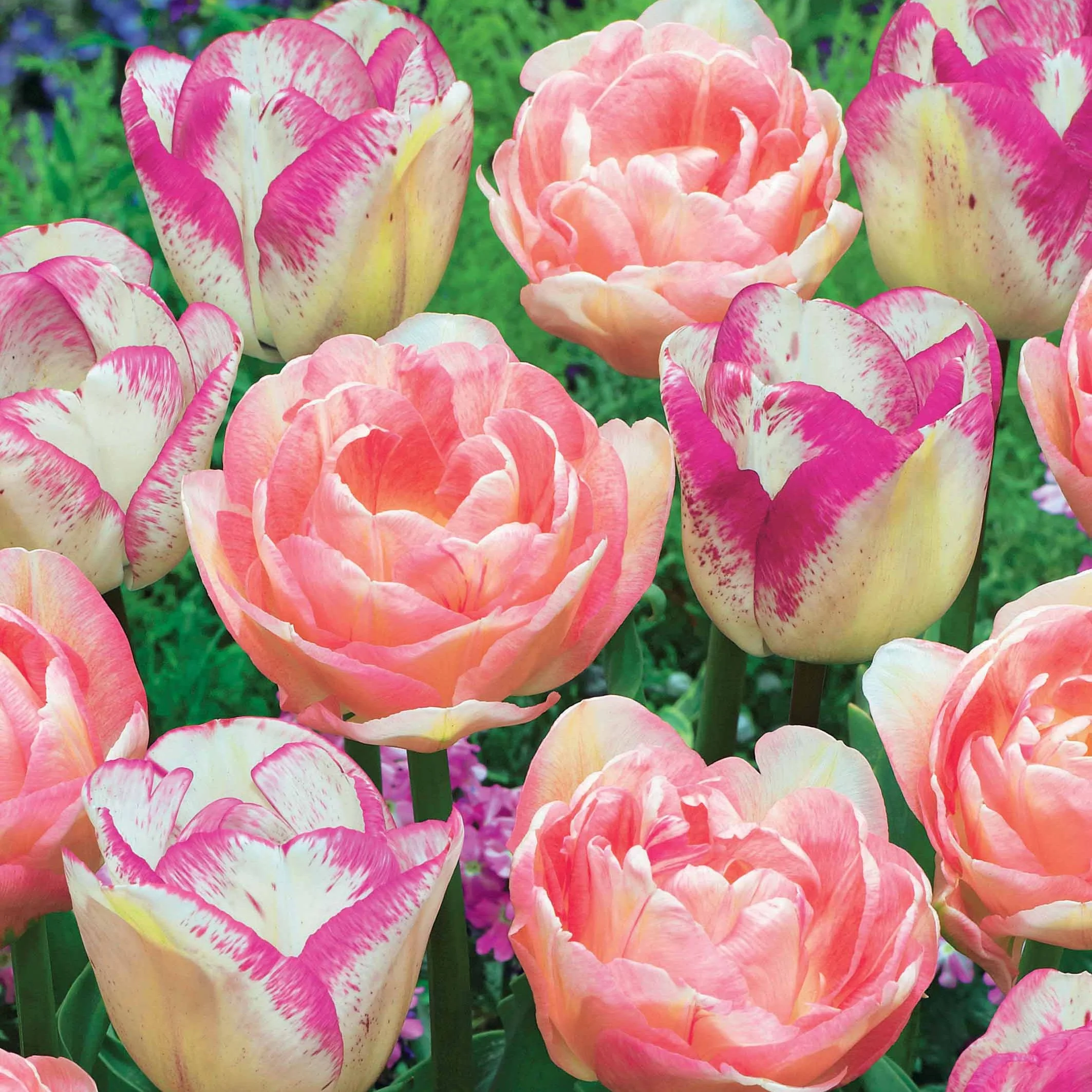 Collection de 20 Tulipes romantiques Angélique et  Shirley - Image 2